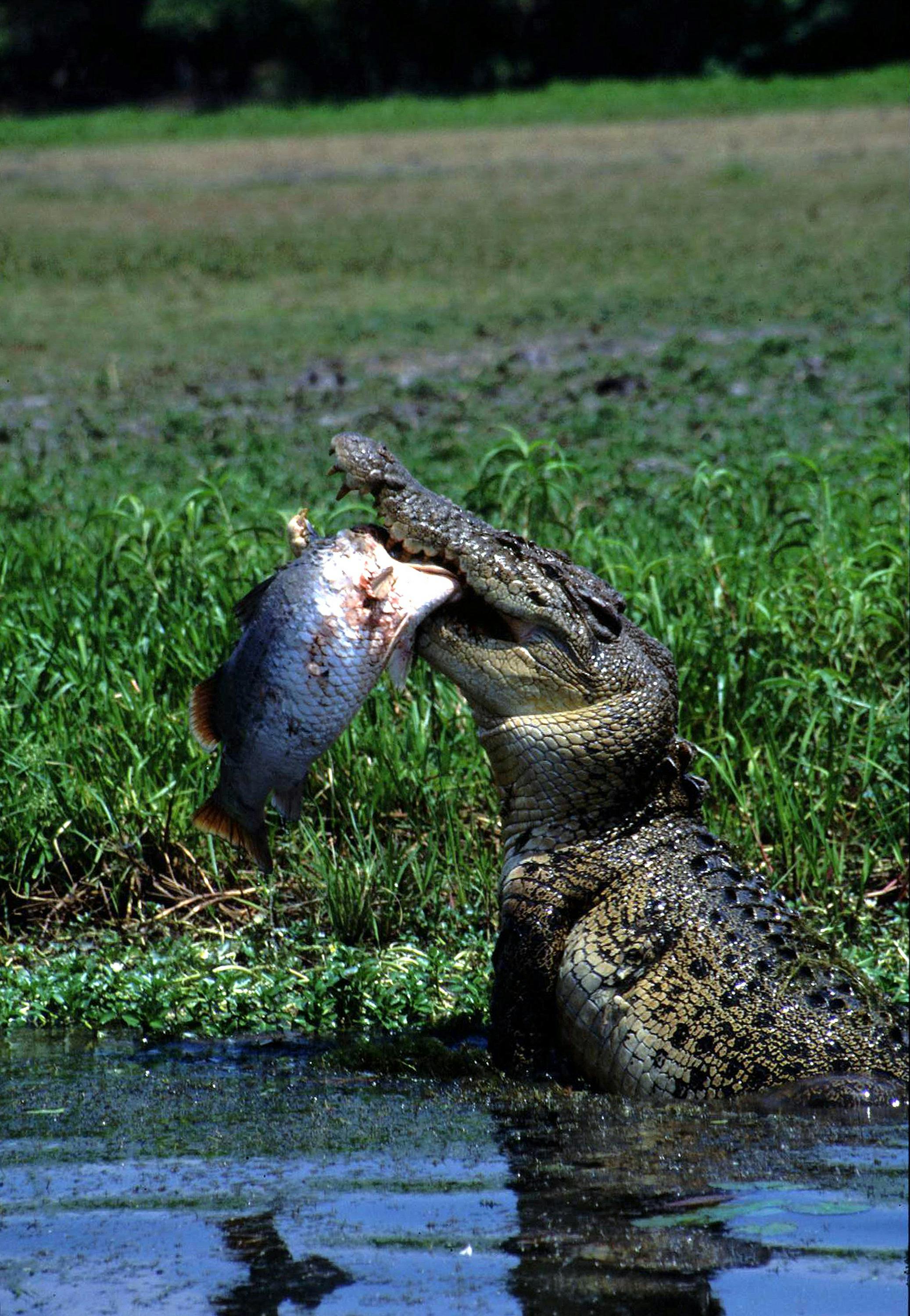 salt water crocodile lunch
