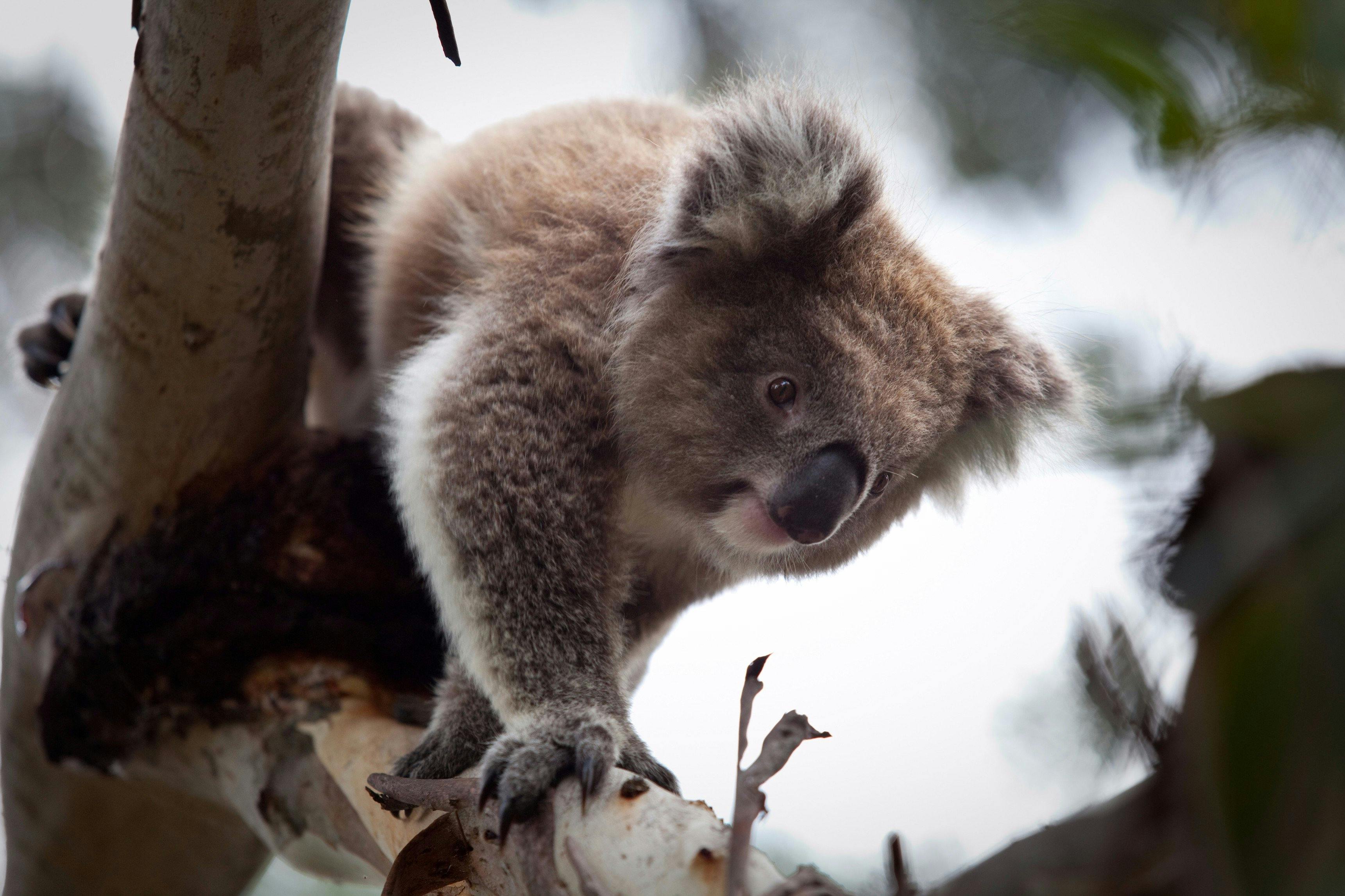 Phillip Island Koala Luxury Private Tour