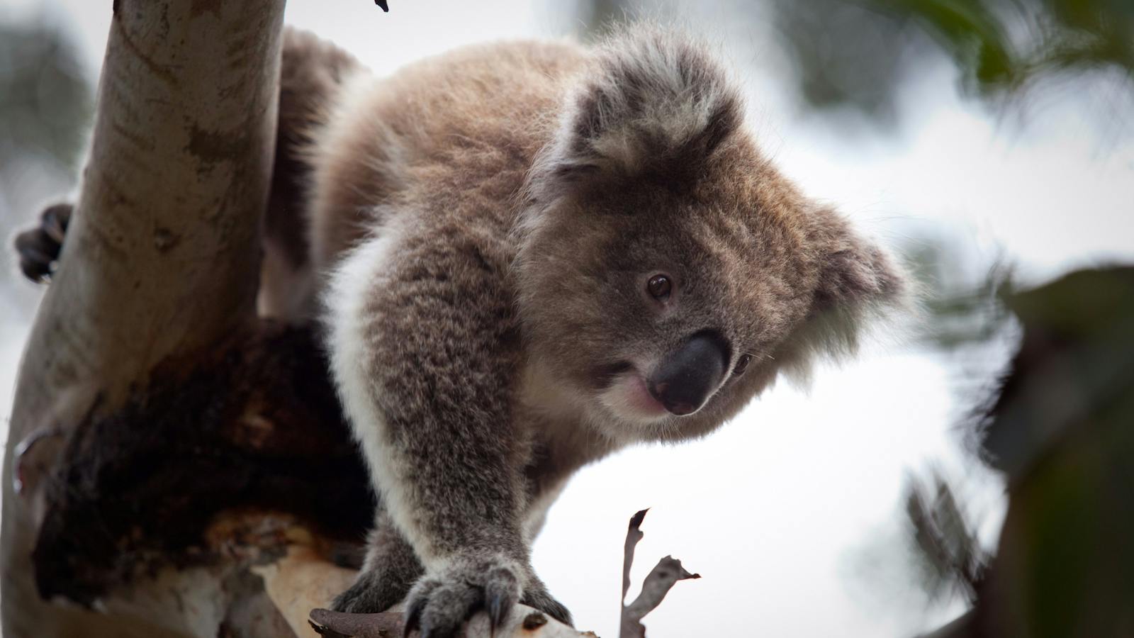 Phillip Island Koala Luxury Private Tour