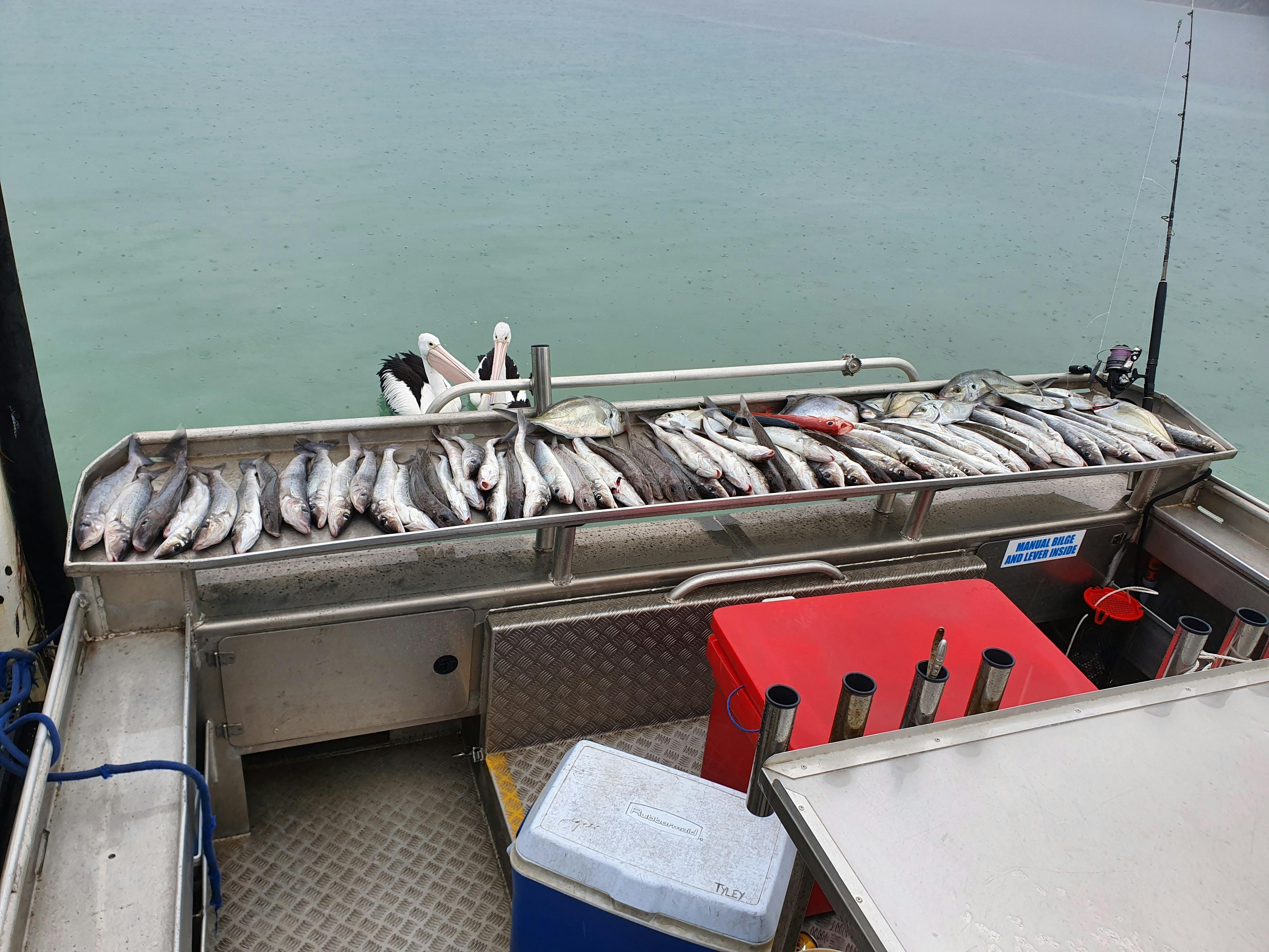 Full board of fish