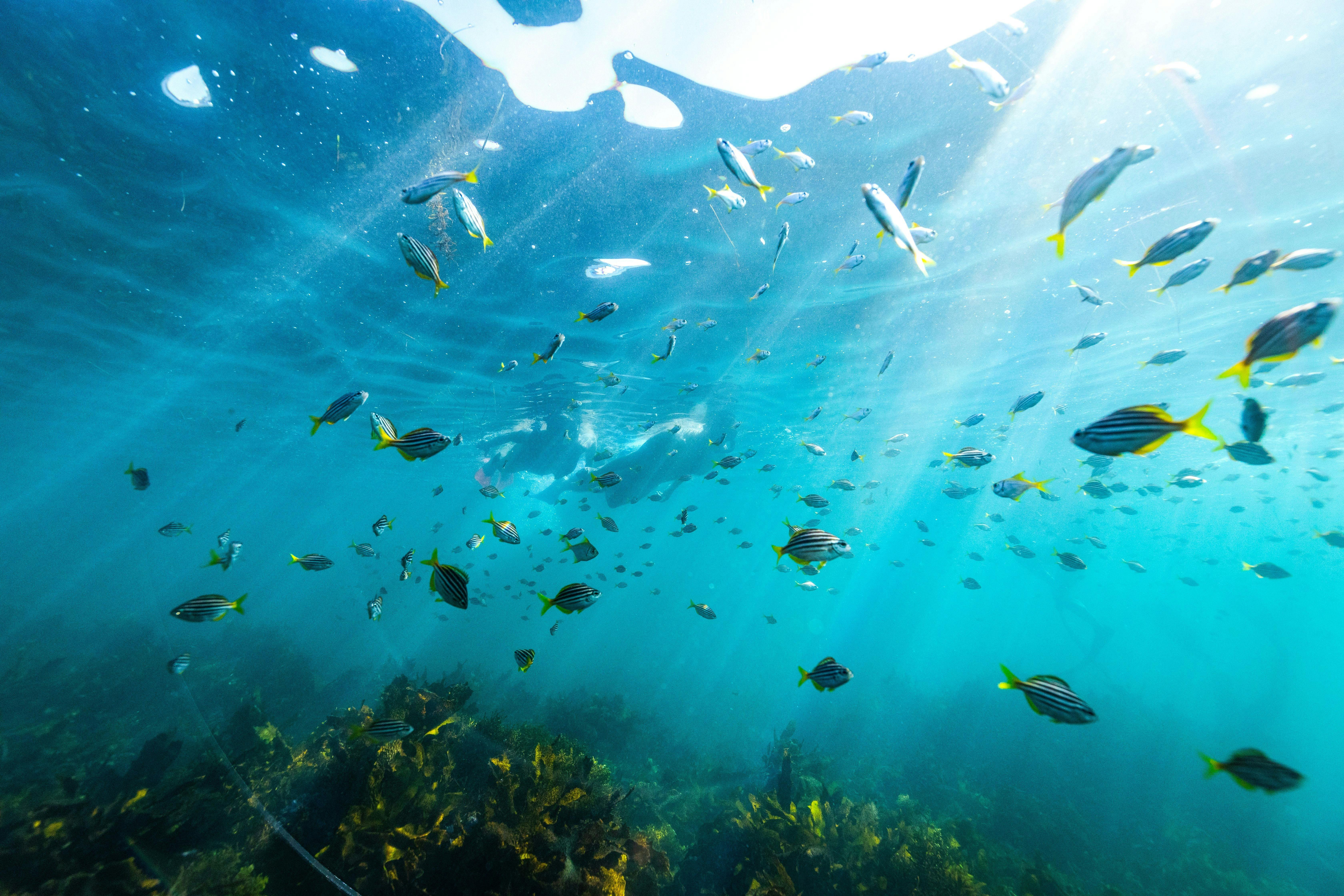 マンリー・シェリー・ビーチでのシドニー・シュノーケリングツアー