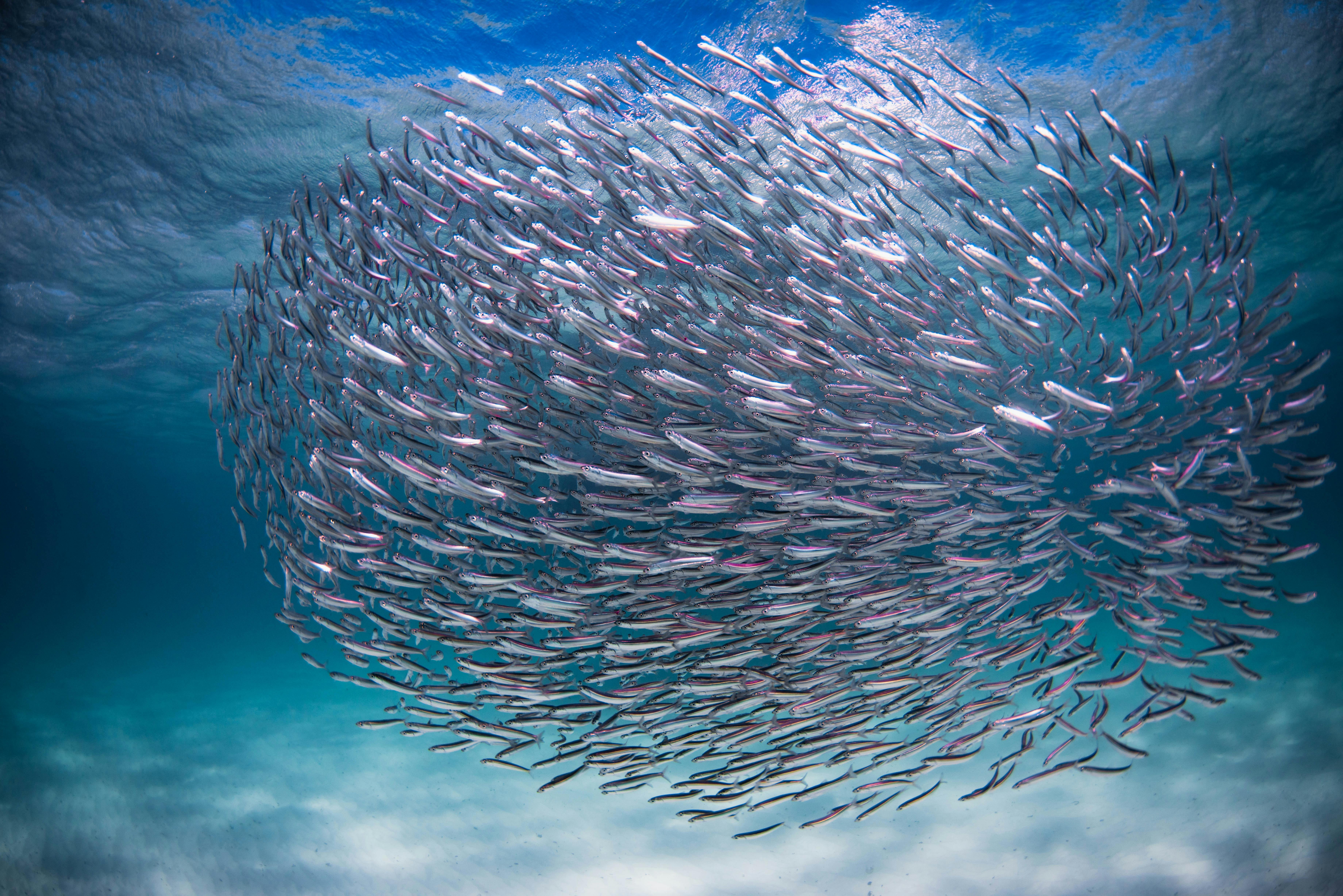 passing baitball in the clear turquiose waters