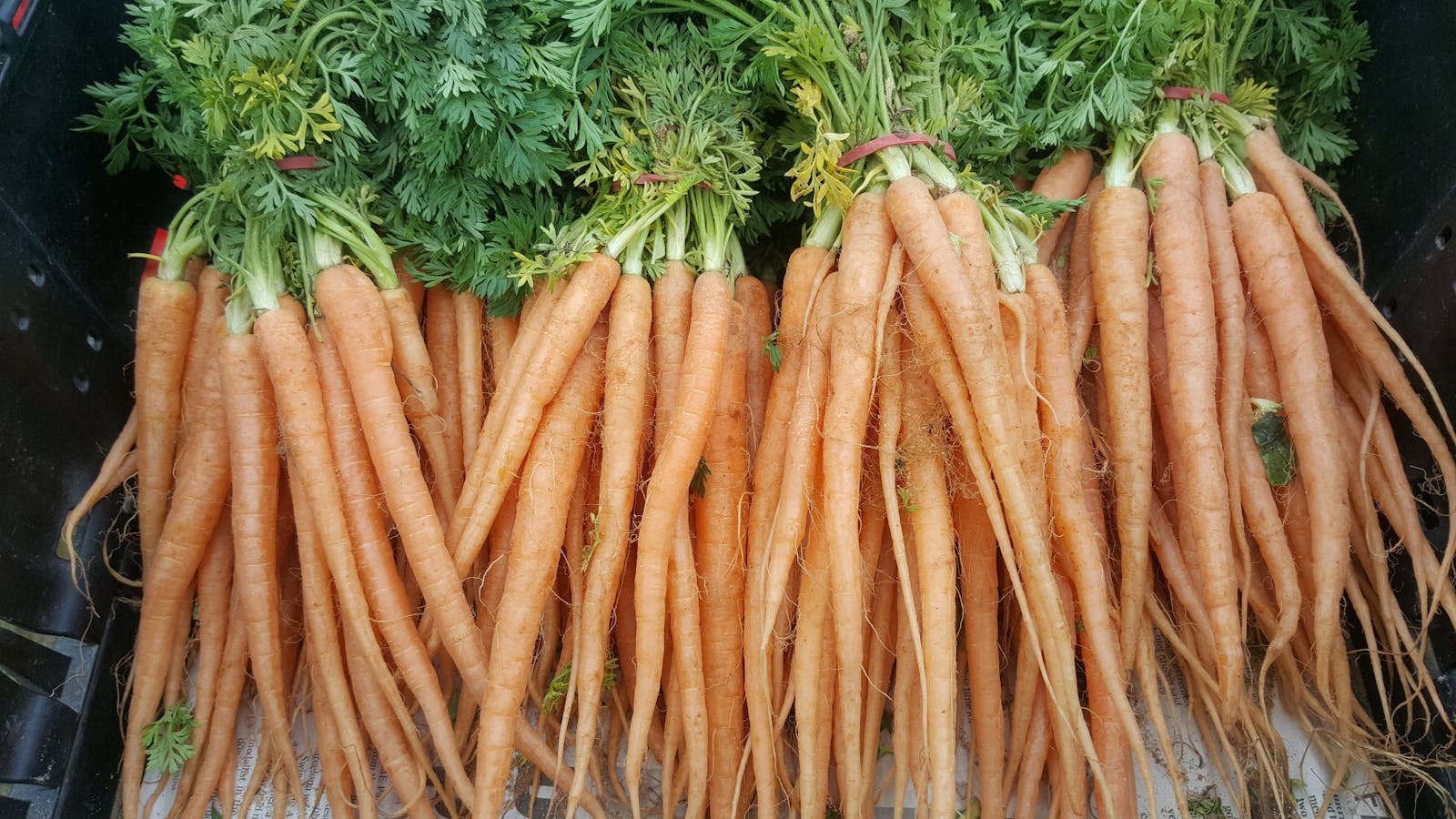 Mansfield Farmers' Market