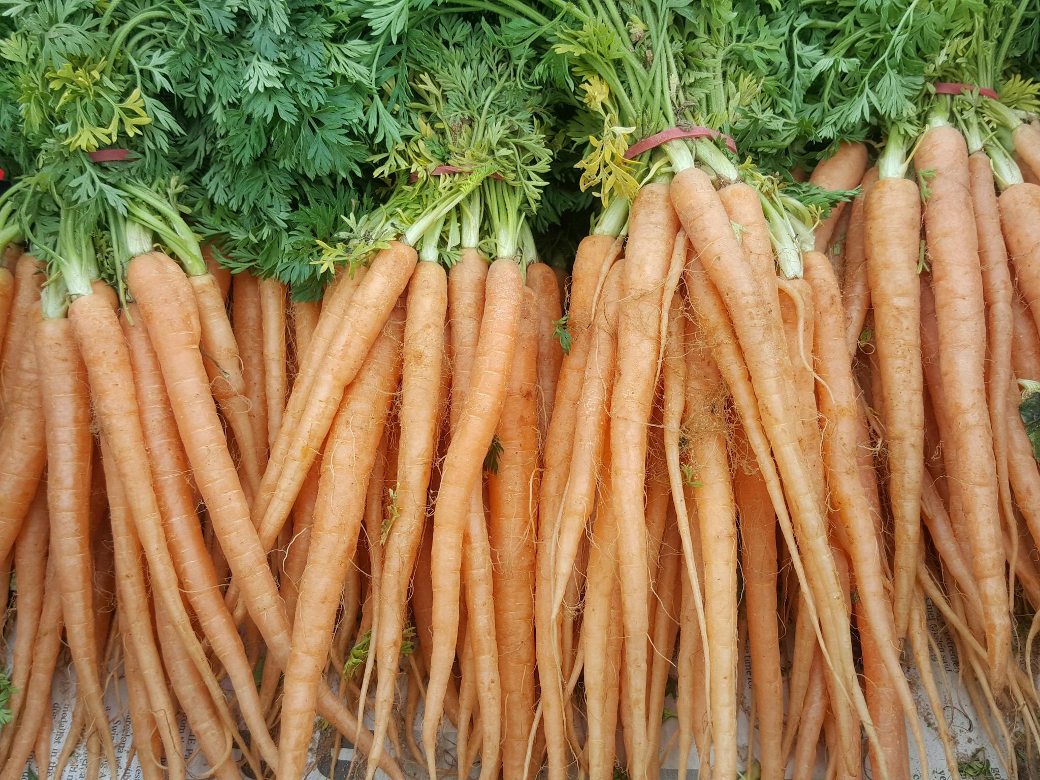 Delicious carrots at the Mansfield Farmers Market