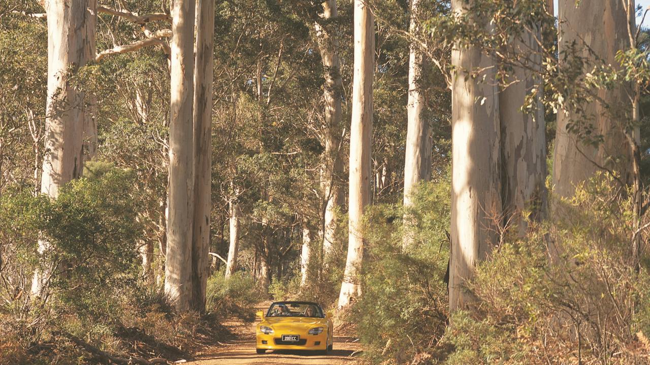 The Great Forest Trees Drive