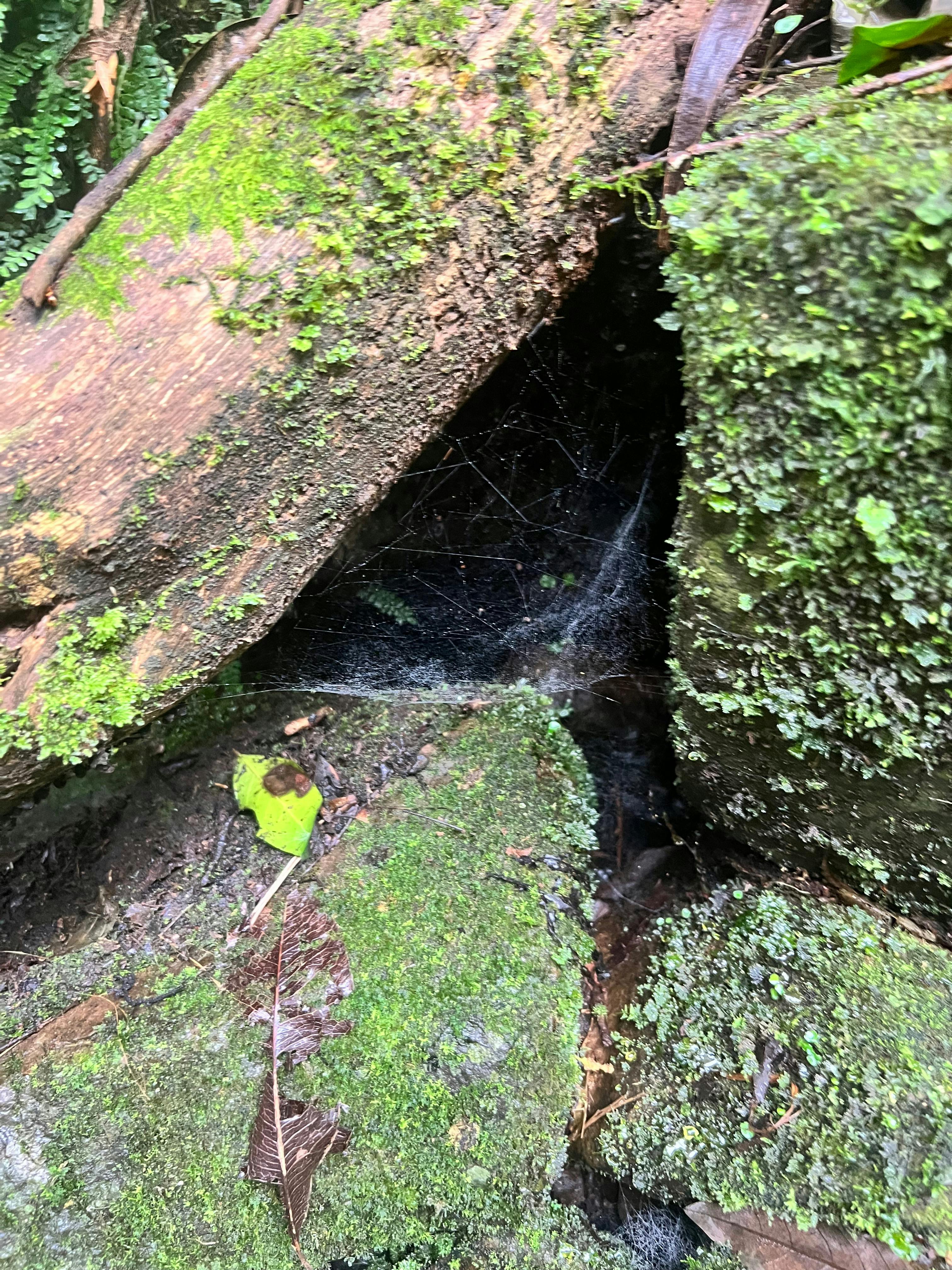 Springbrook and Tamborine Adventure