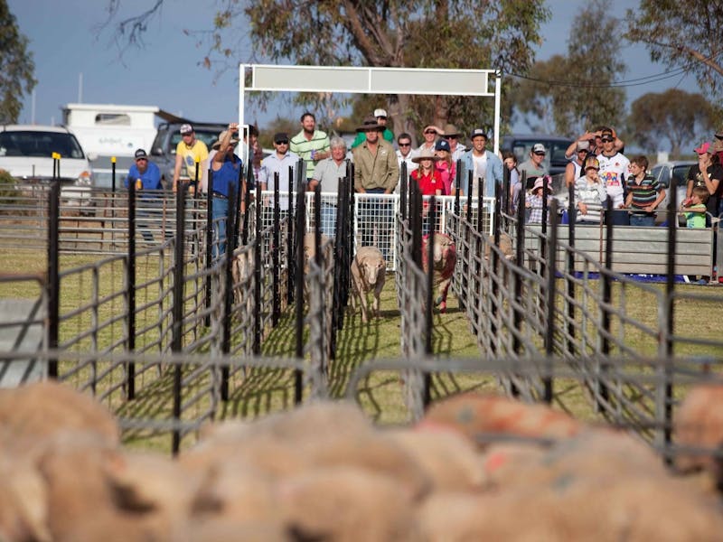 Image for Booligal Sheep Races