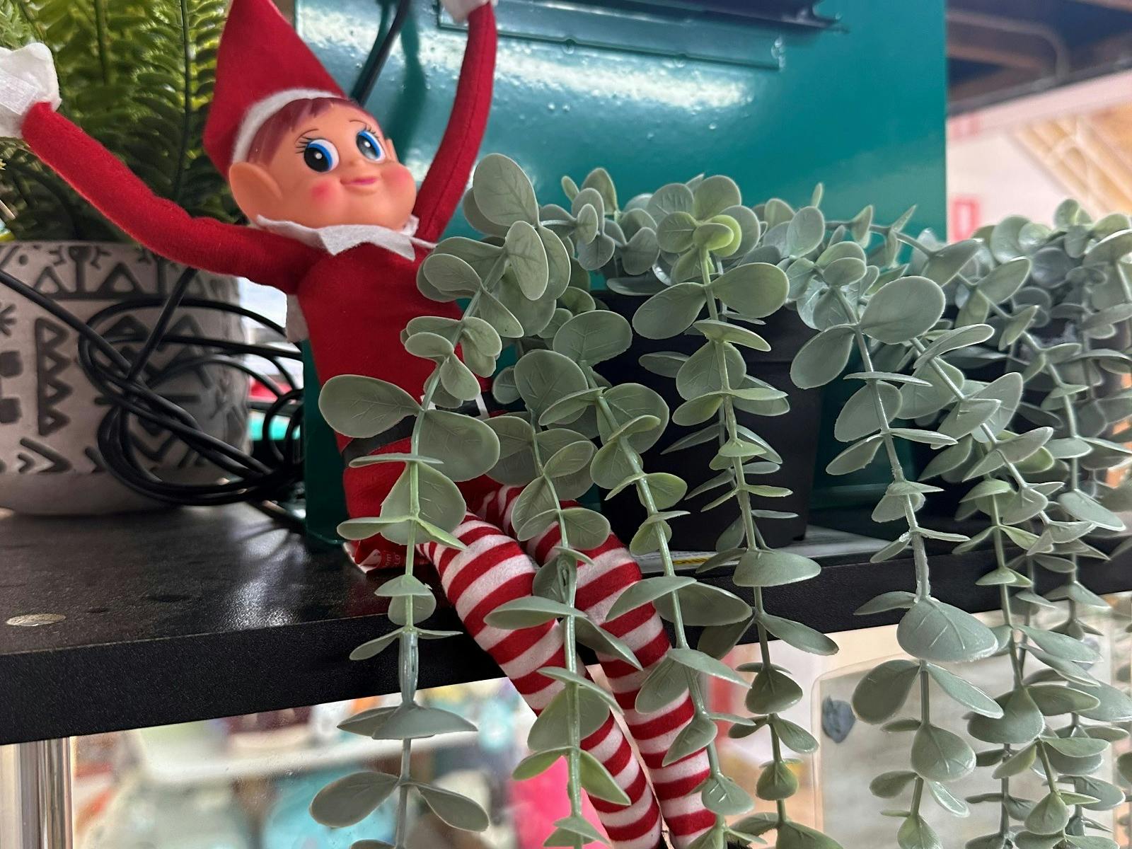 Cheeky elves hiding in shop windows