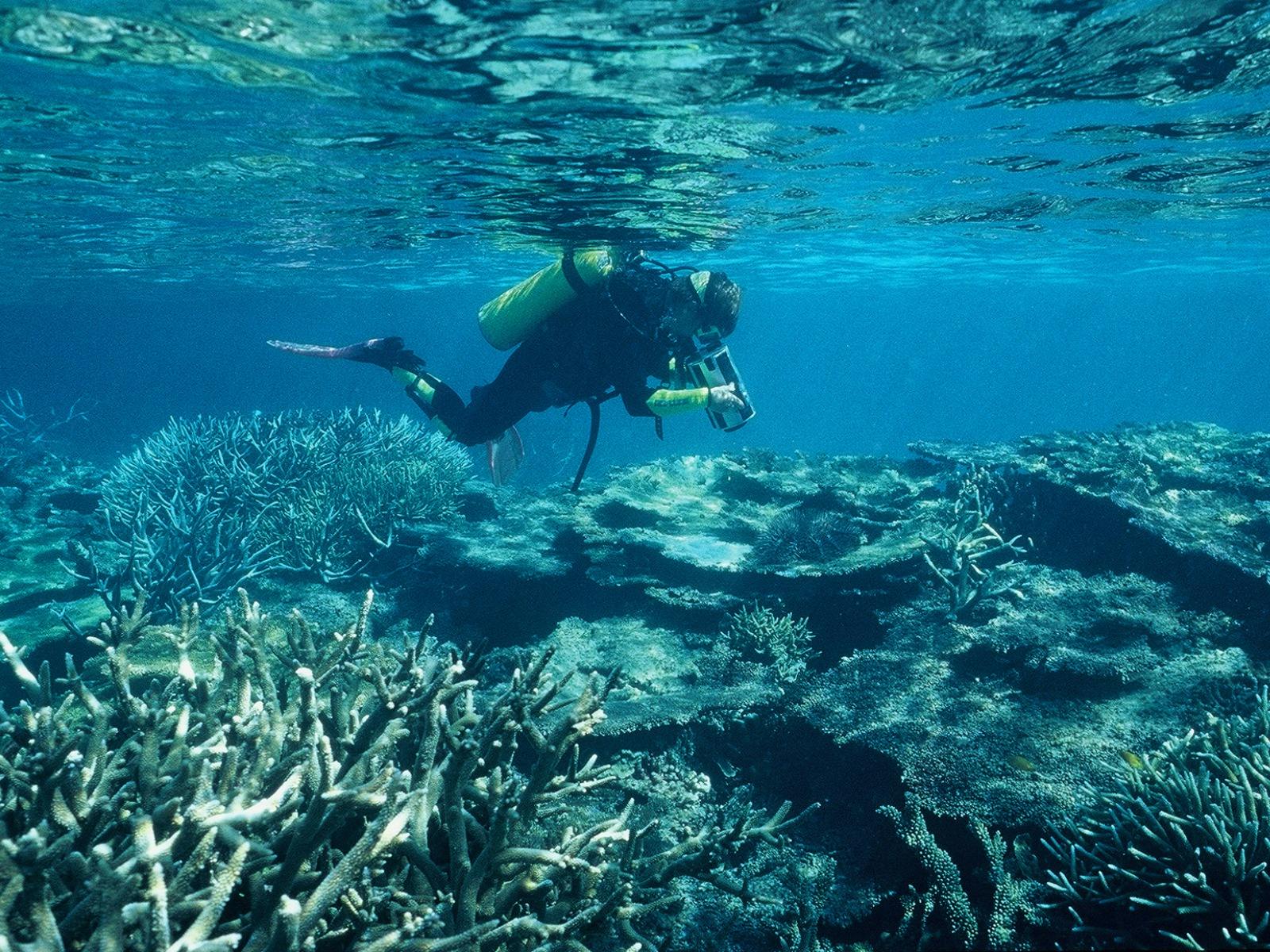 Scuba diver under the water and above coral reef