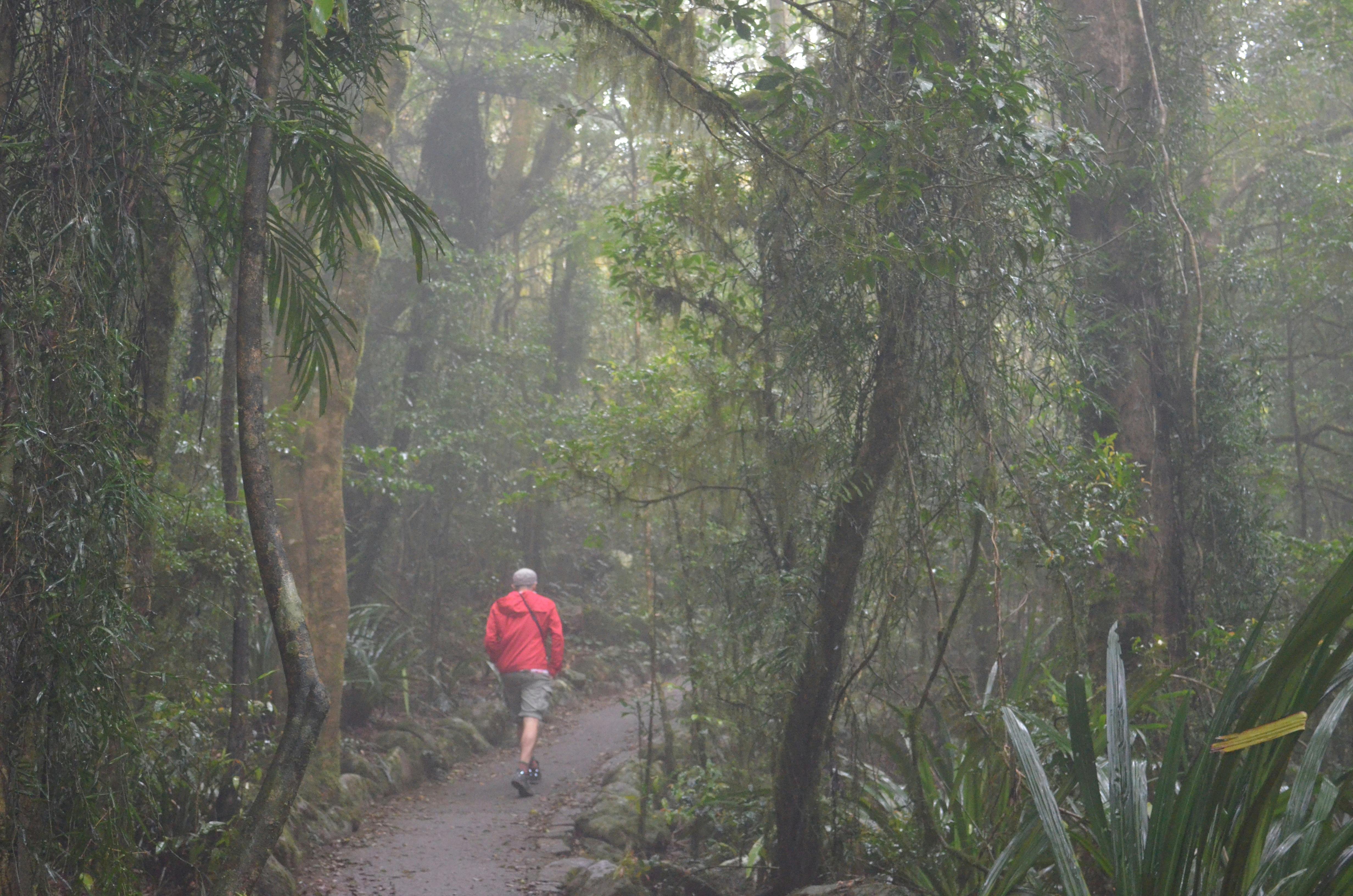 Best of All Lookout Track, Springbrook National Park