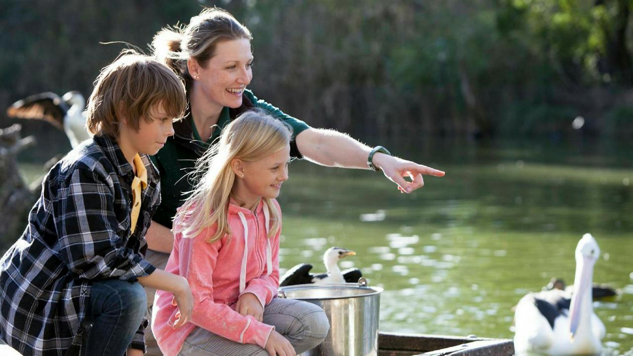 Feed Water Birds