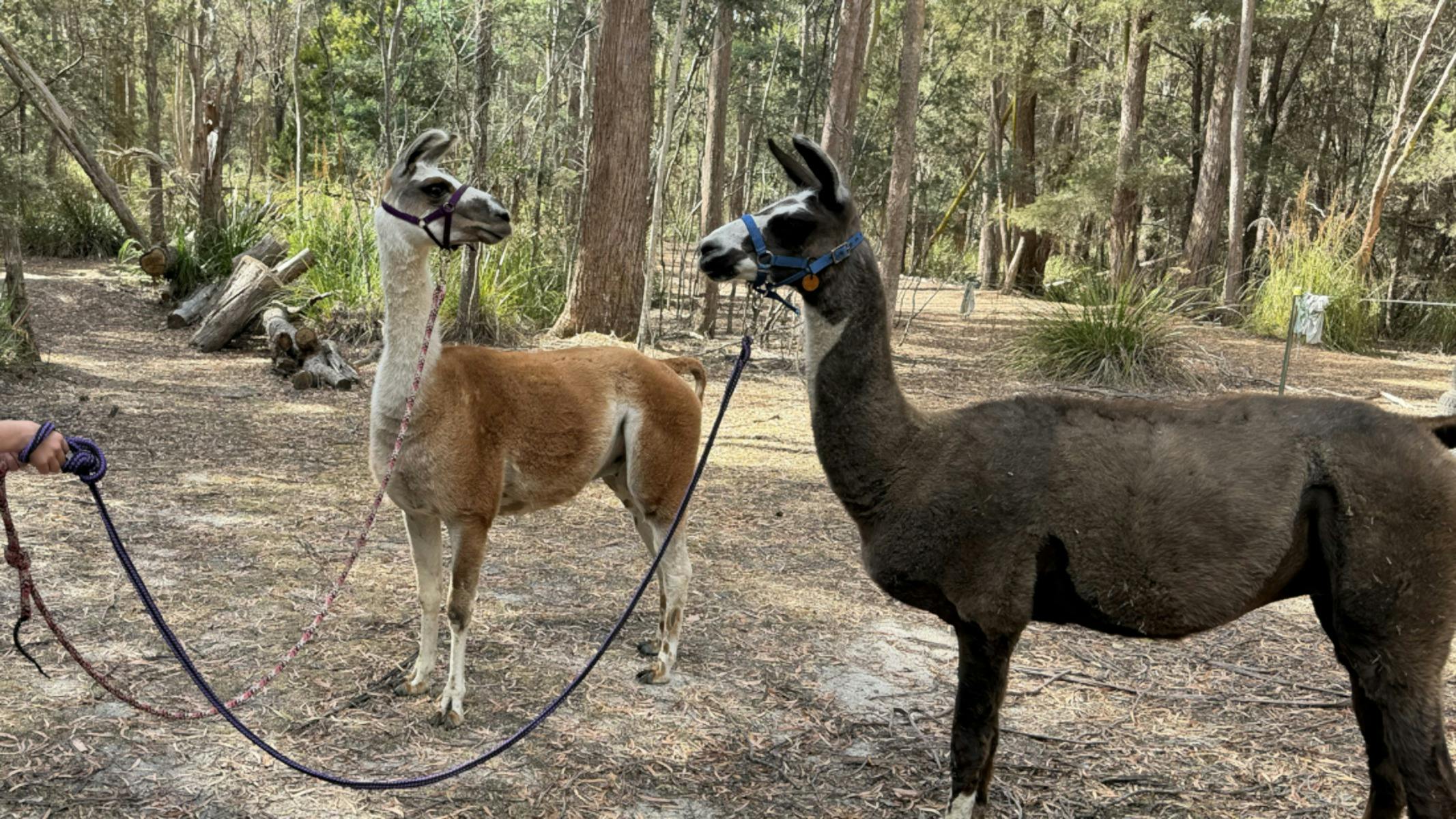 Guests walking the llamas