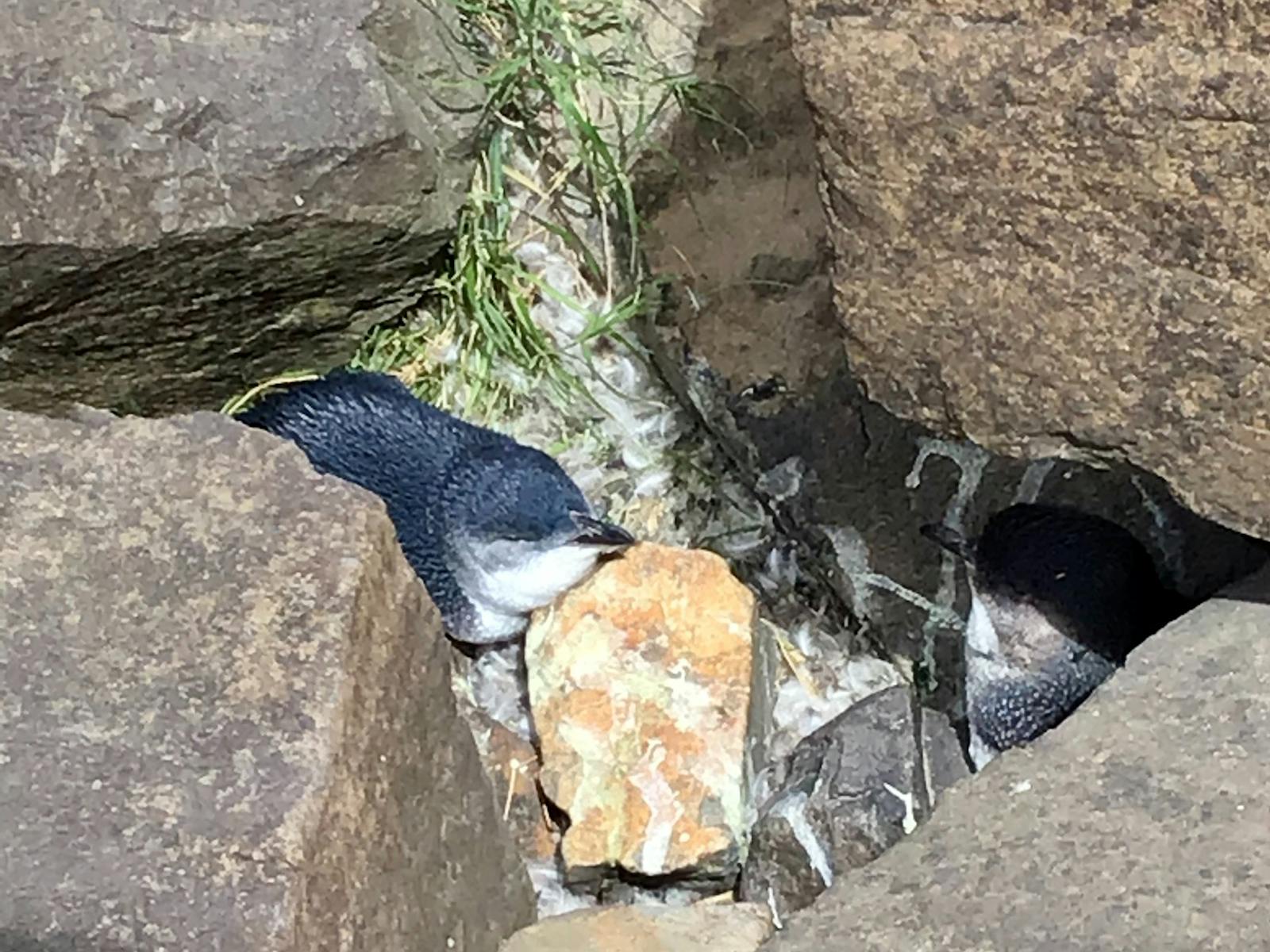 Little Penguin's in burrow