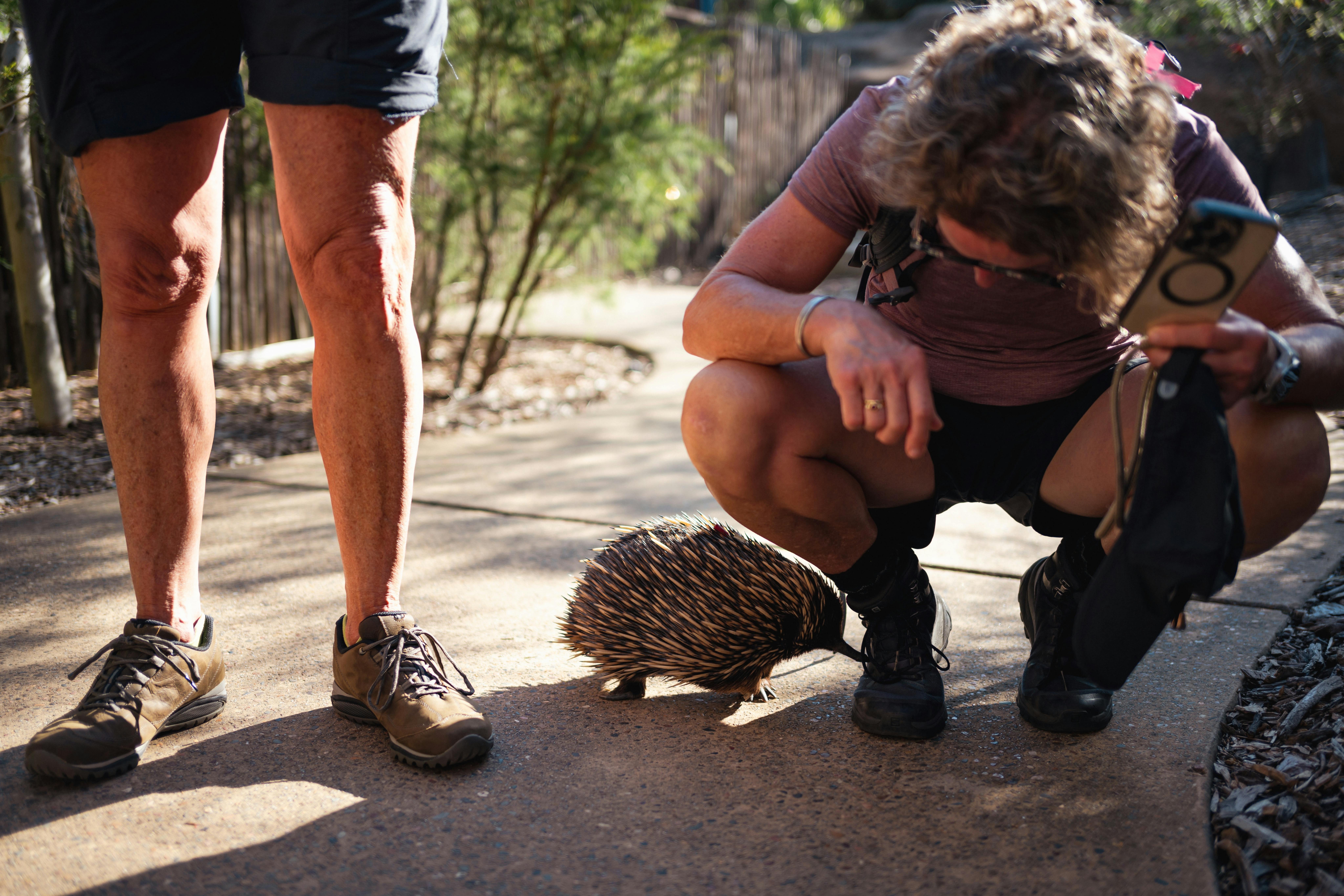 echidna