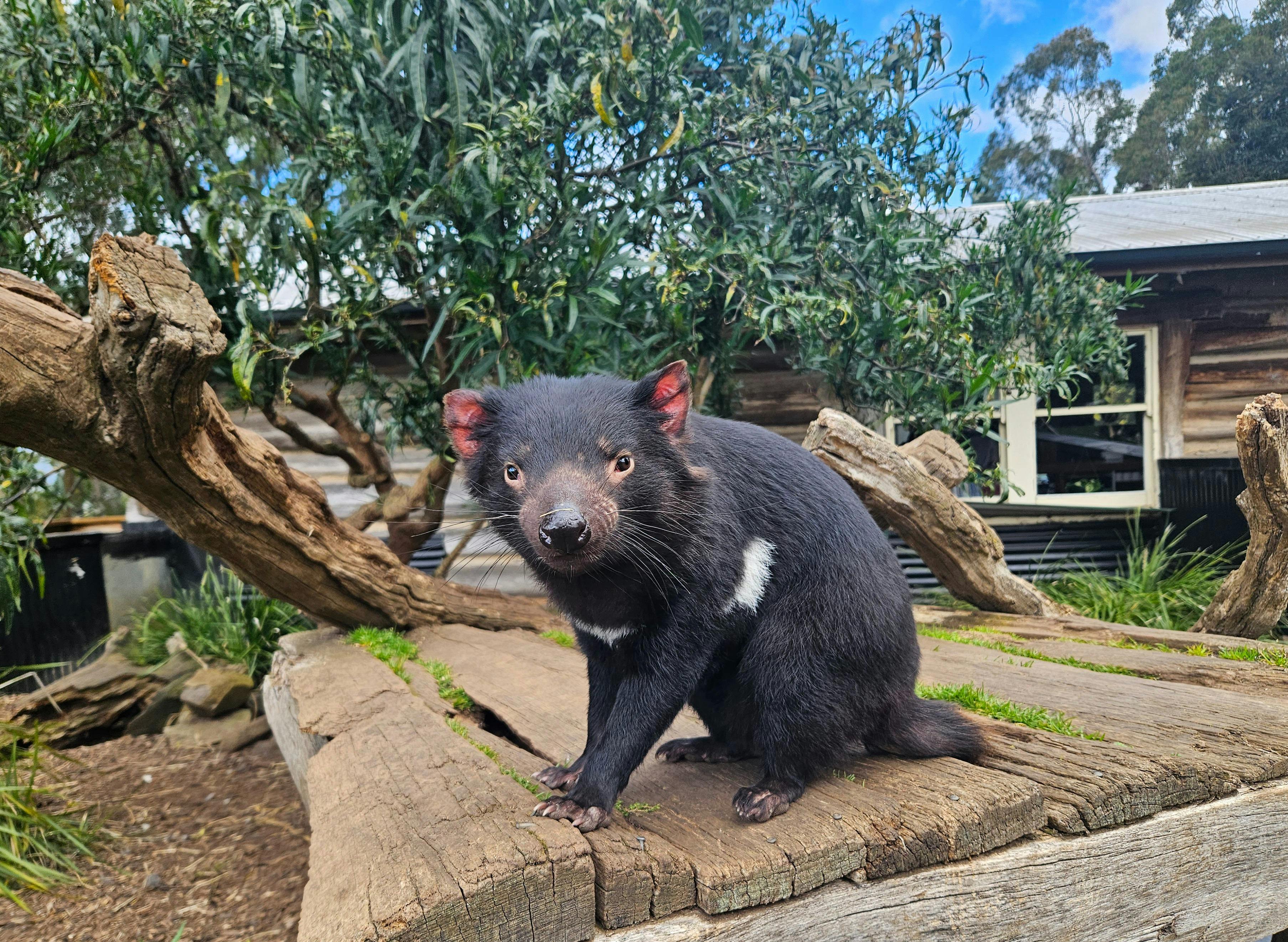 Tassie Devil up close with Fun Tassie Tours.