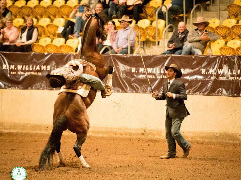 The Australian Stock Horse Society National Show NSW Holidays
