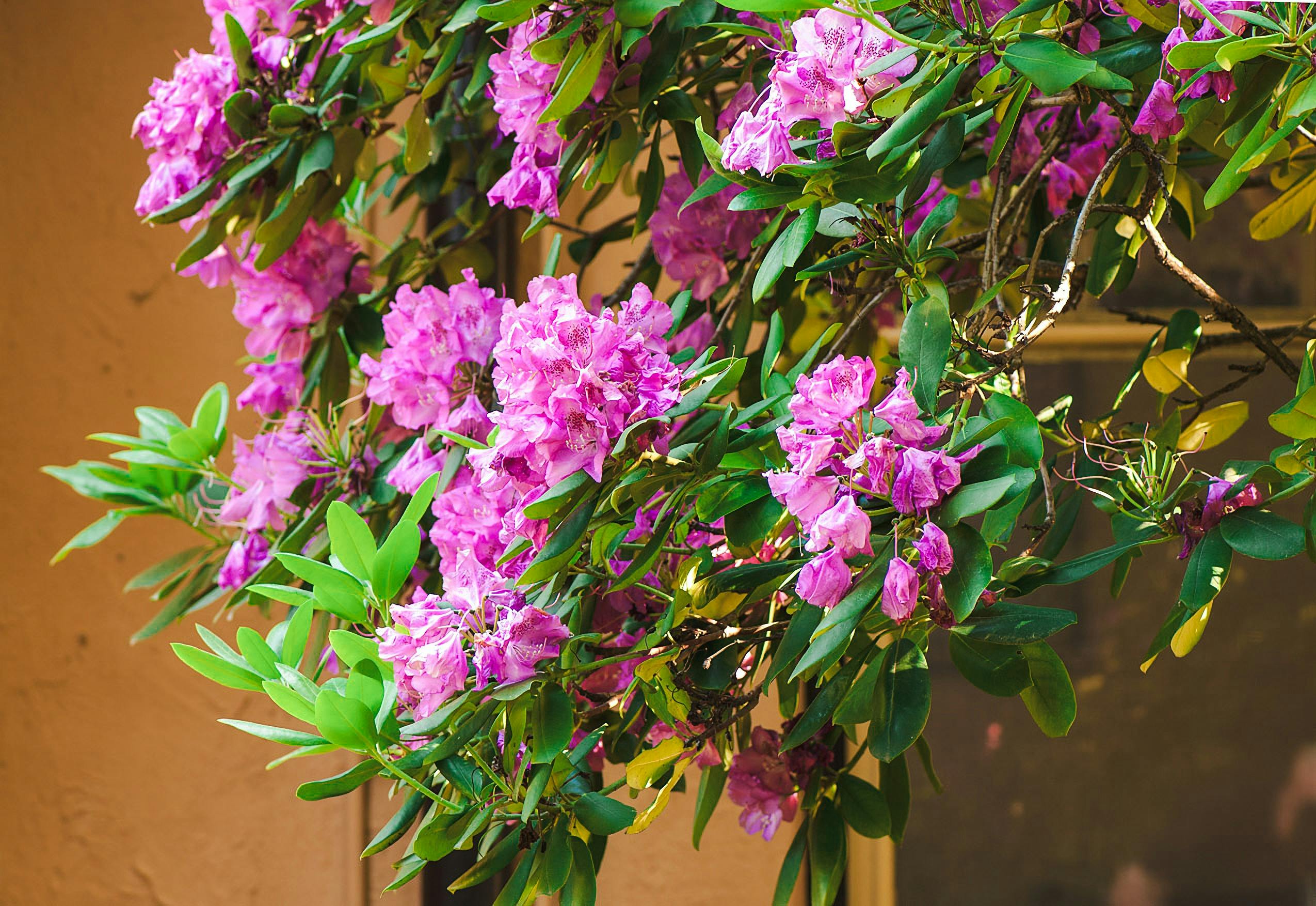 Flowers at Calthorpes House
