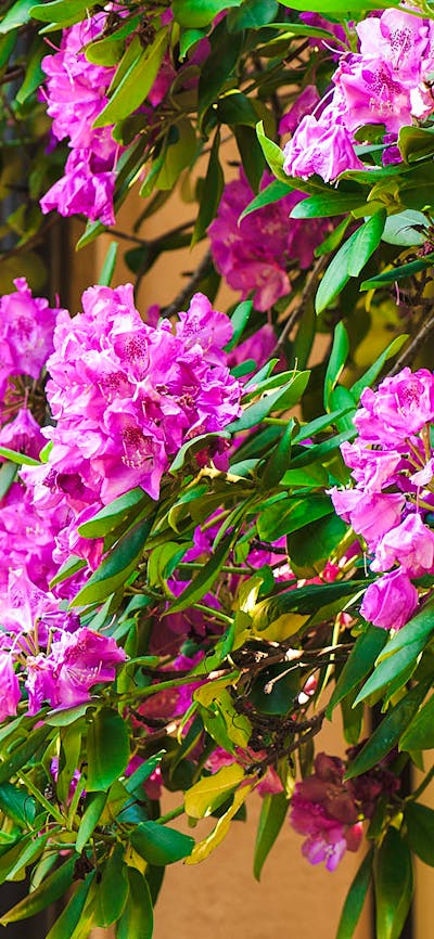 Flowers at Calthorpes House