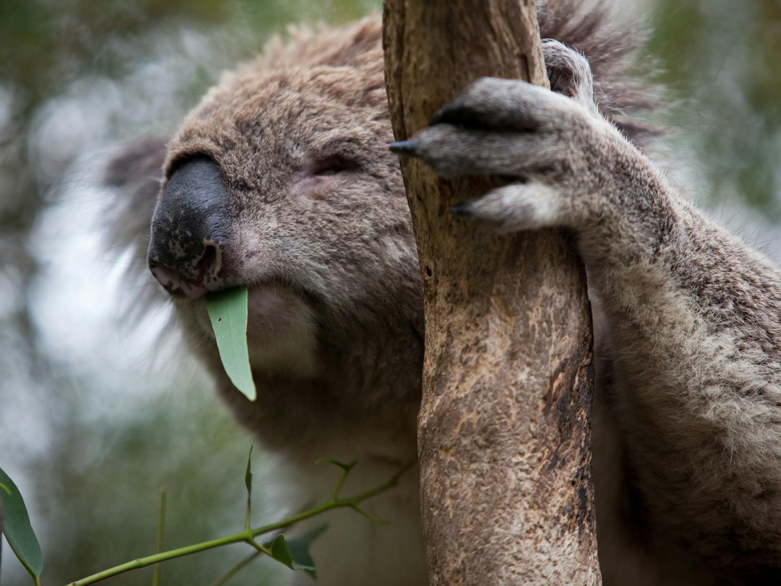 Koala Conservation Reserve