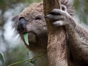 Koala Conservation Reserve