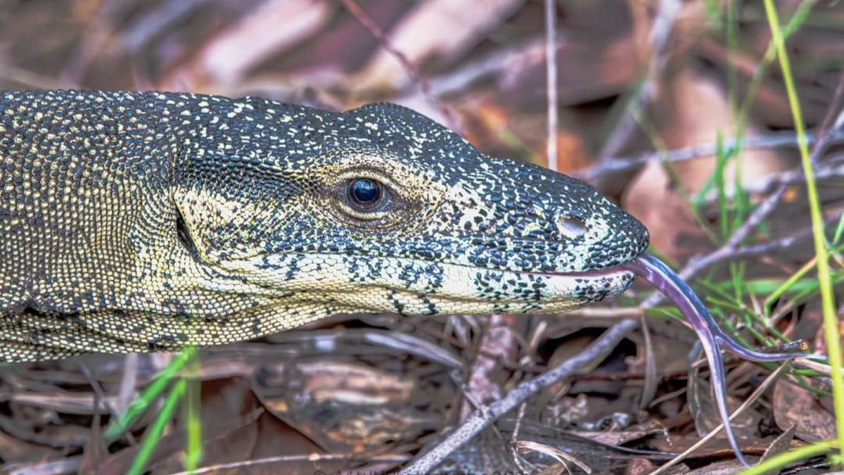 Goanna captured at Traveller's Rest 177 Ecotourism certified campground in Agnes Water, 1770 QLD