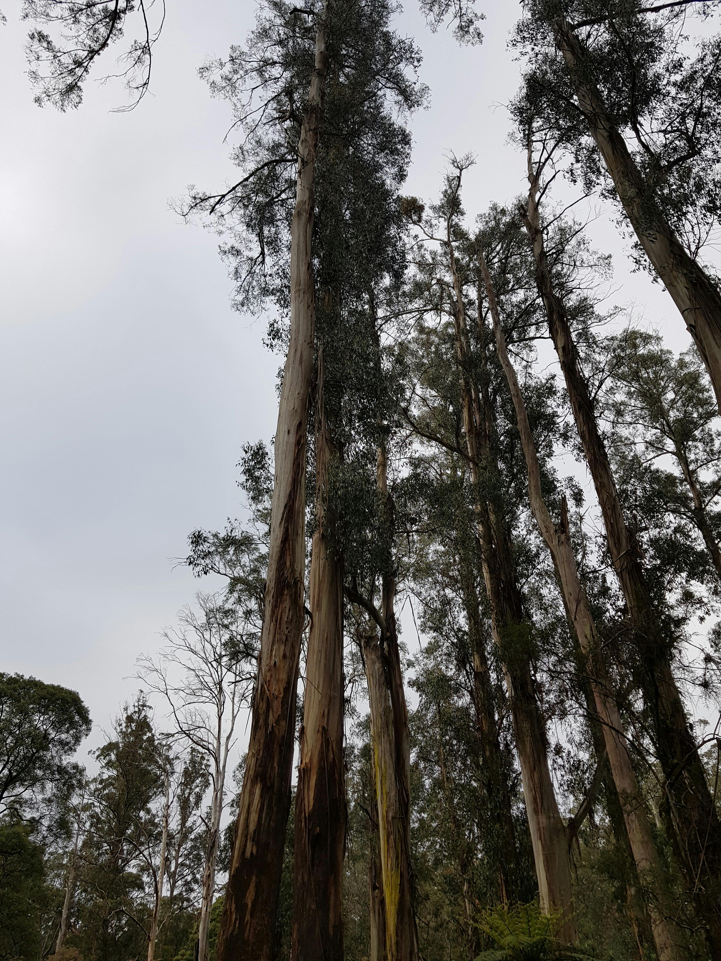 Dandenong Ranges
