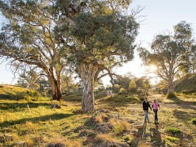 Couple walking alone in Flinders Ranges gum creek at sunset