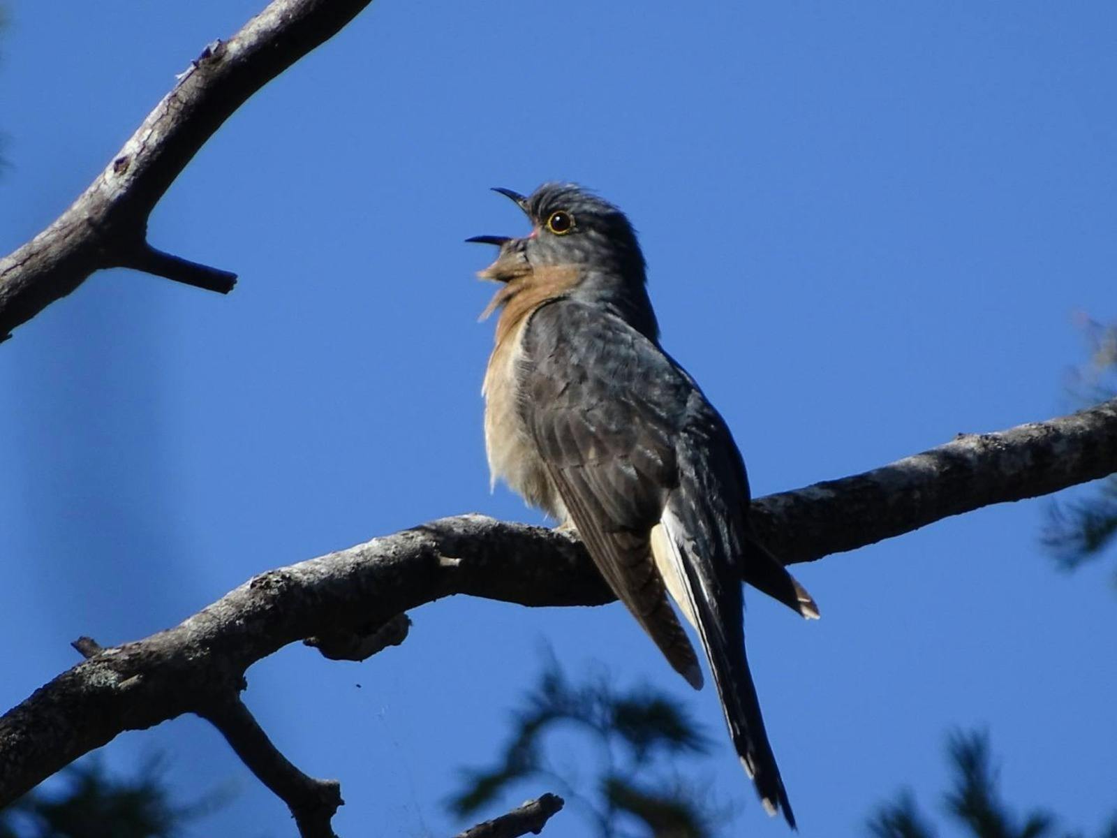 Fantailed Cuckoo