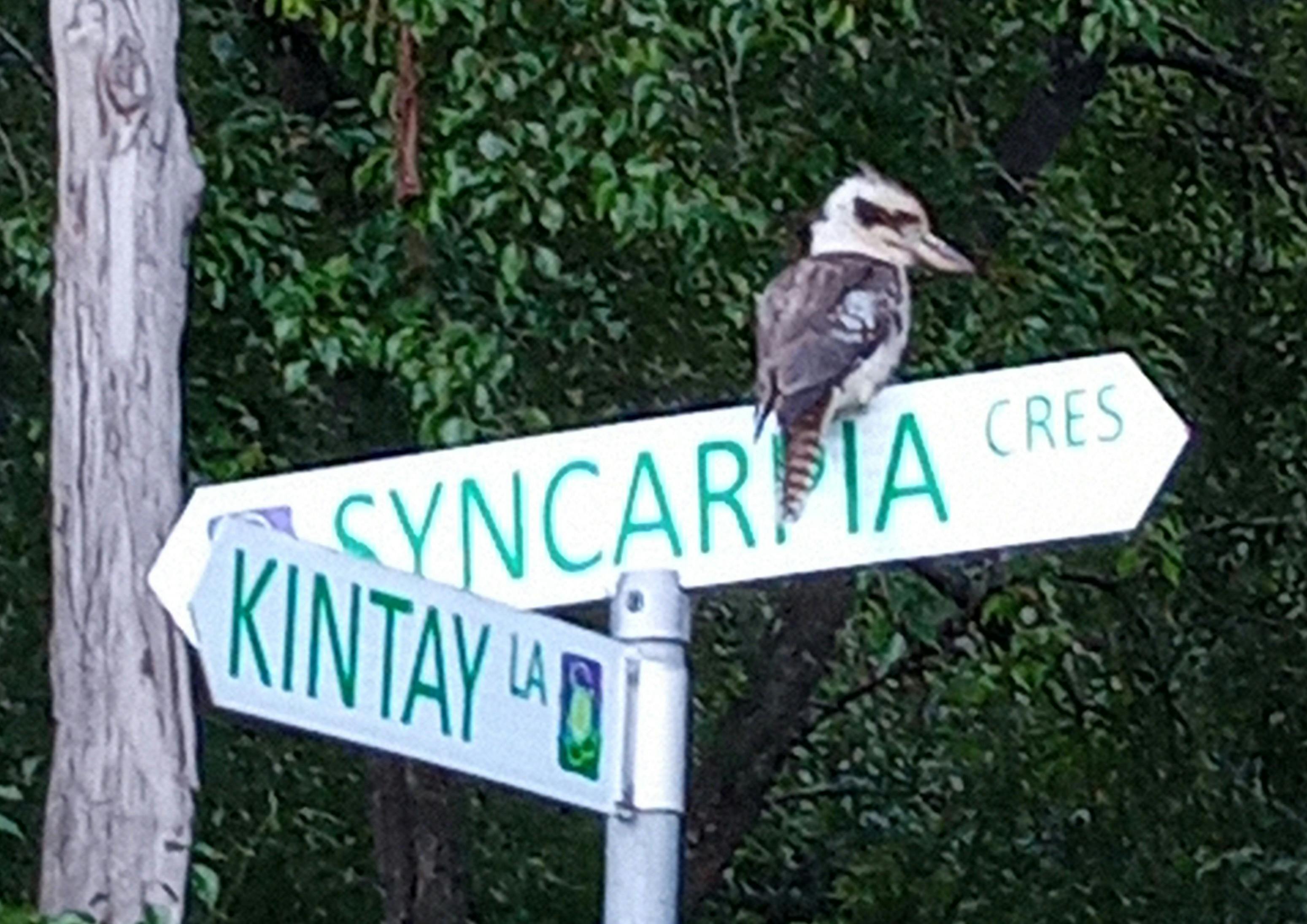 A Kookaburra sitting on the Syncarpia and Kintay roadsign