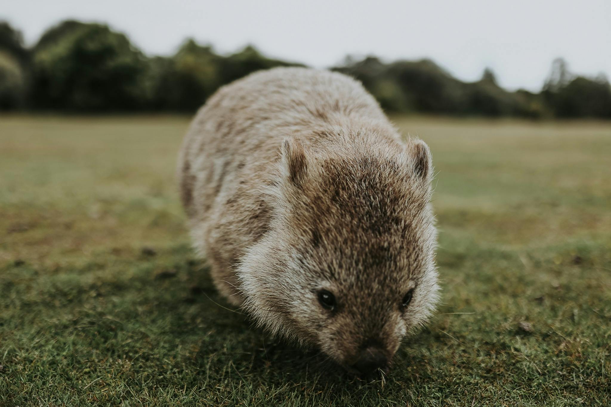 Wombat_The Maria Island Walk