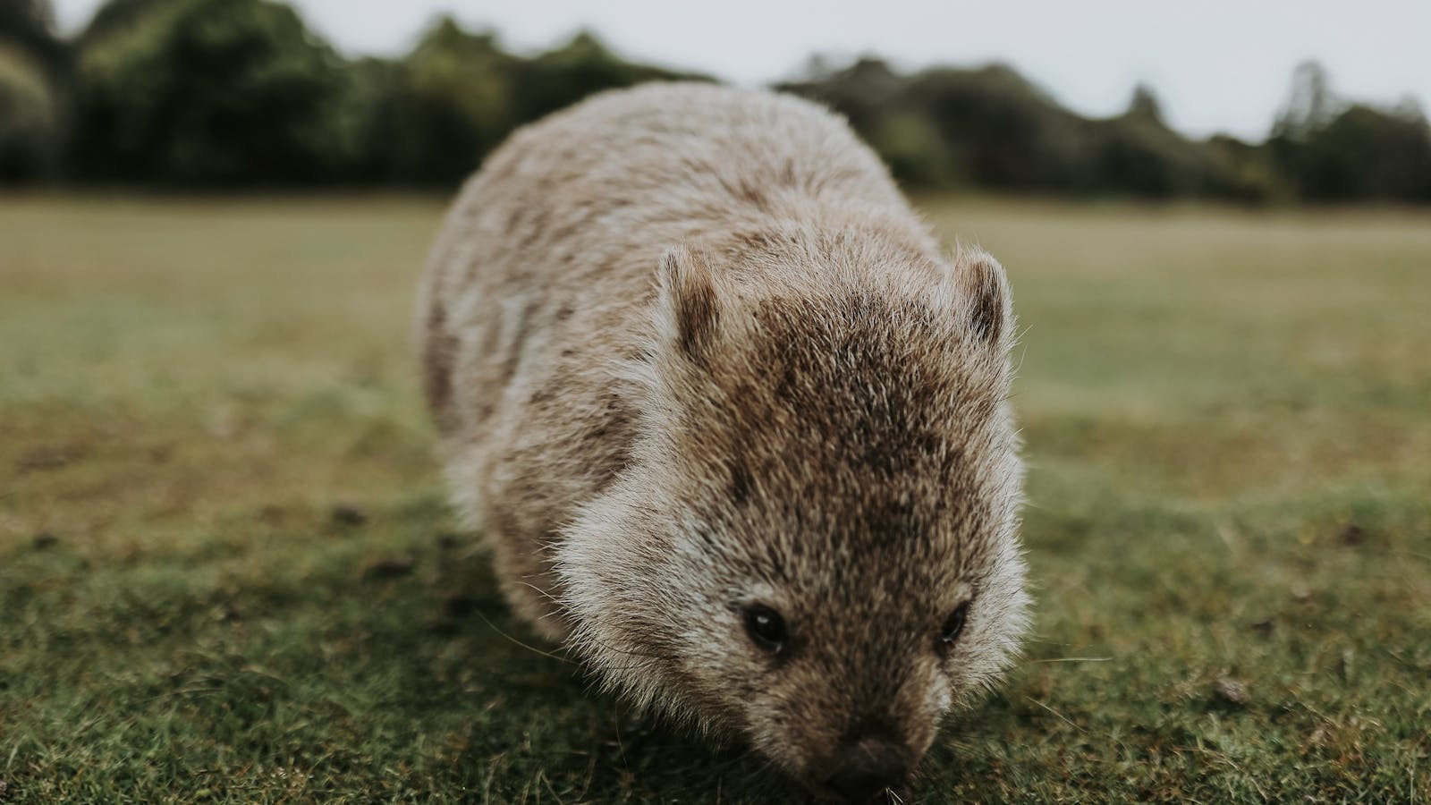 Wombat_The Maria Island Walk