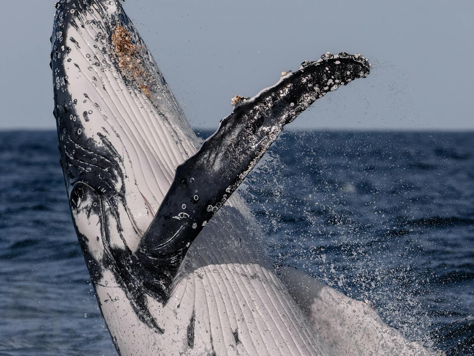 breach