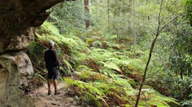 Dharug National Park