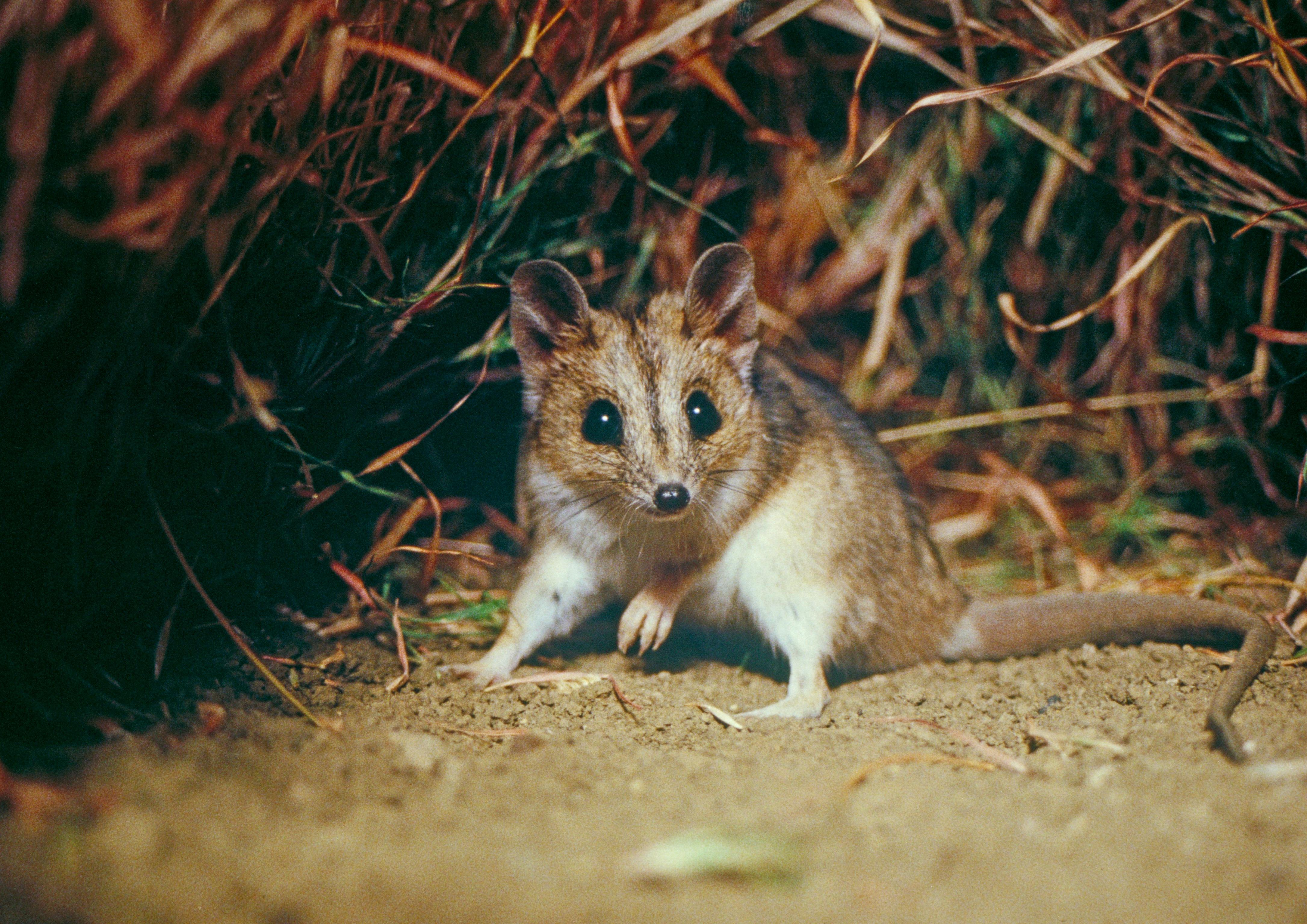 Dunnart