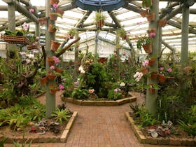 Beautiful Flowers at Orchid House