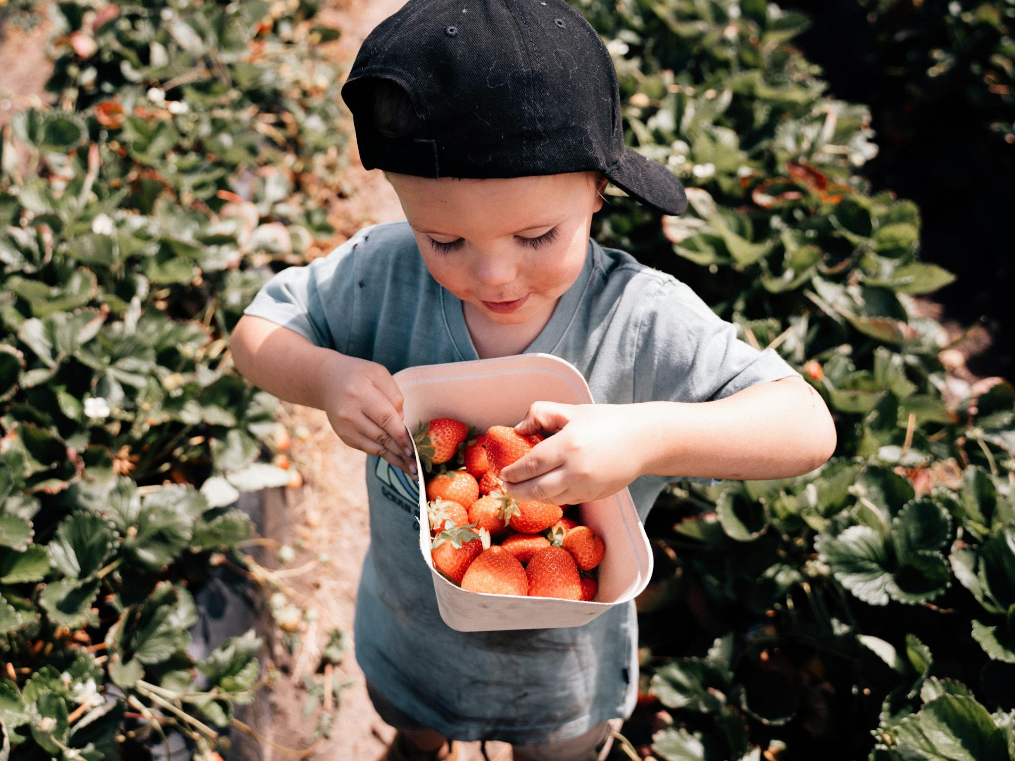 Picking Strawberries