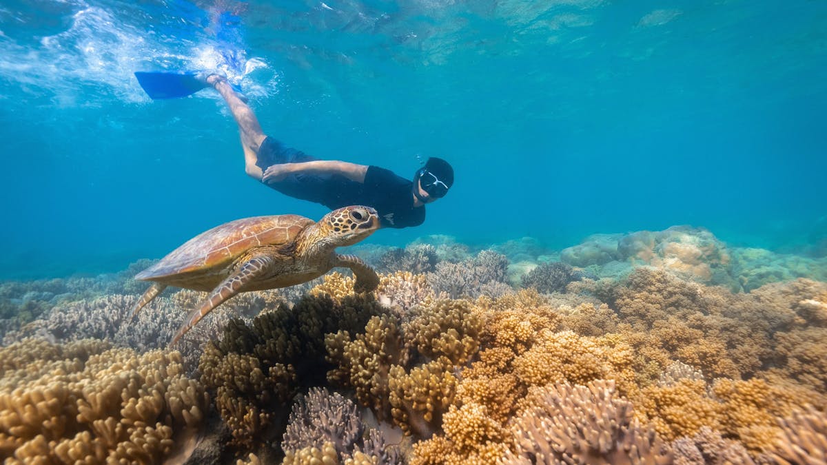 Person snorkelling under water with a turtle close by and lots of coral and marine life all around.