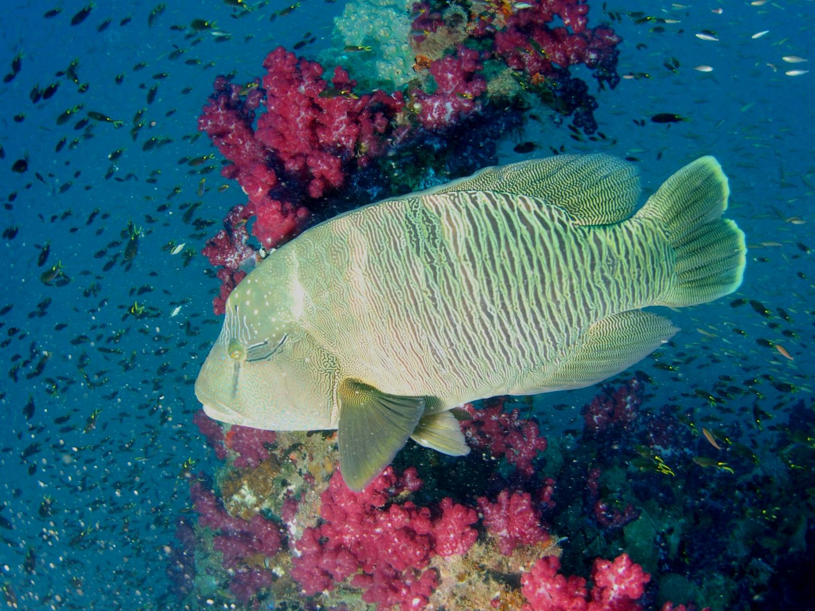 Maori Wrasse - Yongala Wreck