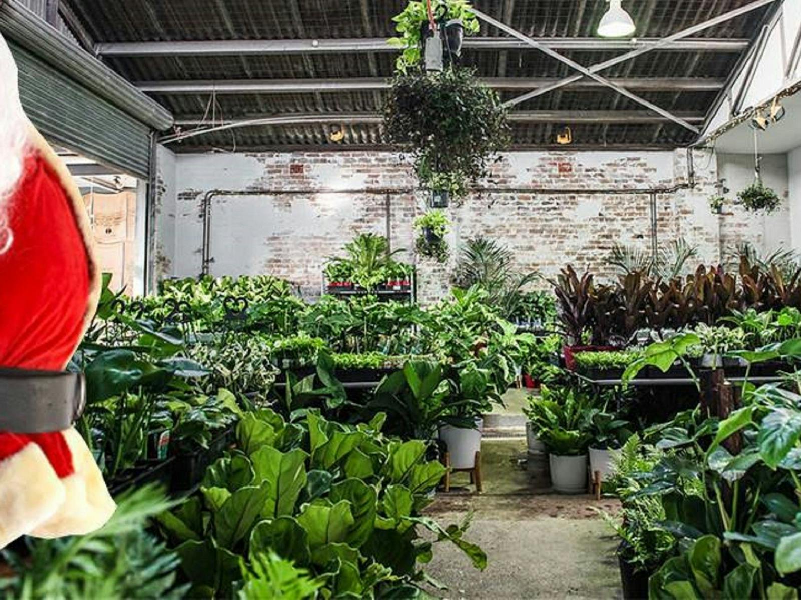 Image for Newcastle - Huge Indoor Plant Warehouse Sale - Christmas Bonanza