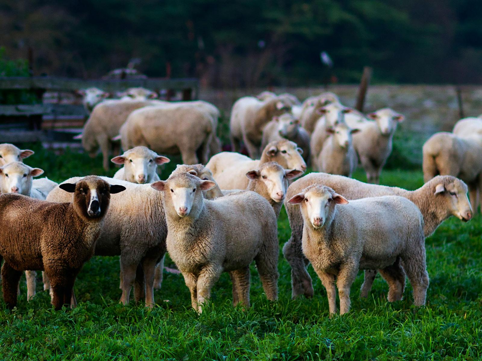 Hutton Vale Farm Produce