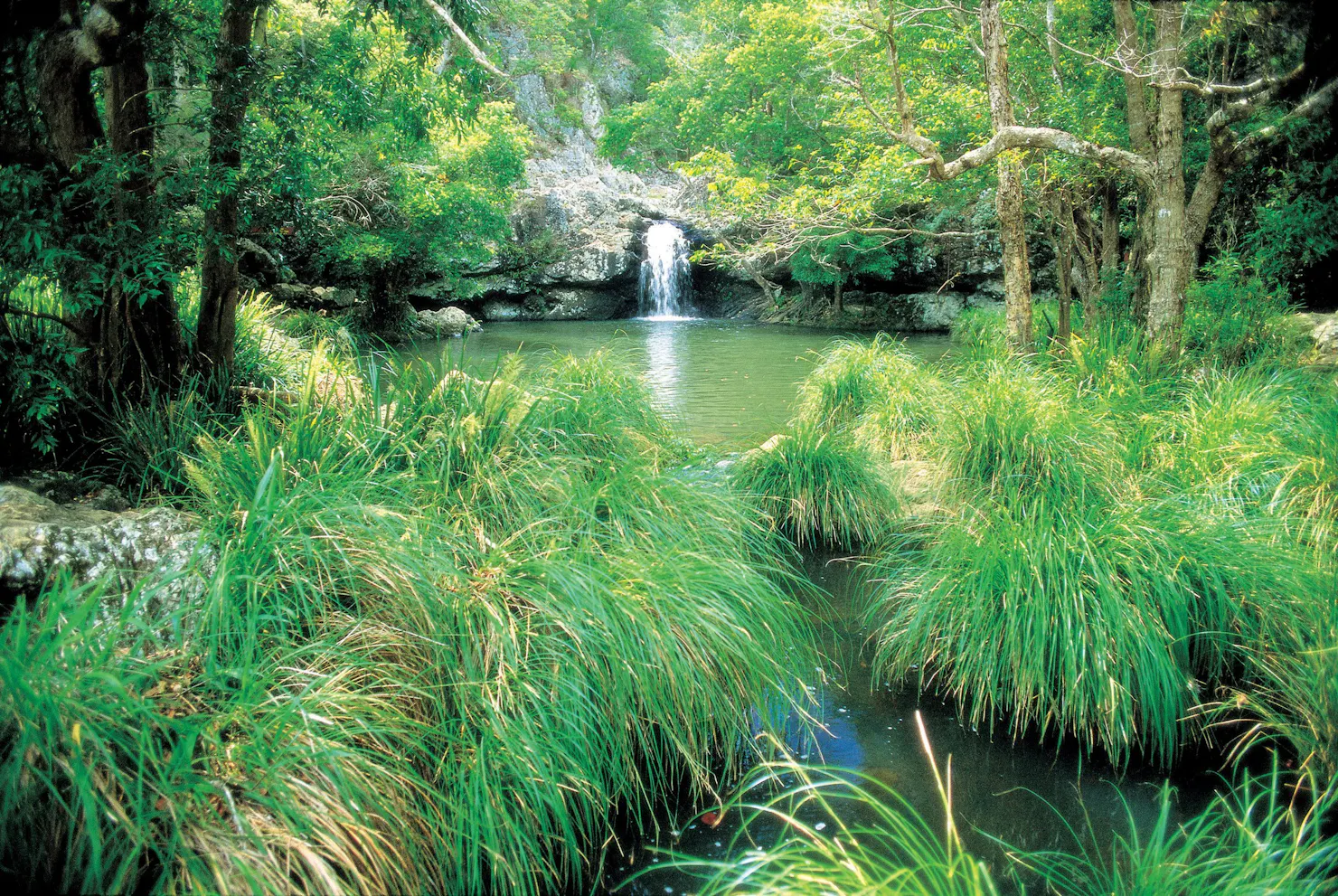 waterfall and rockpool at Kondalilla National Park