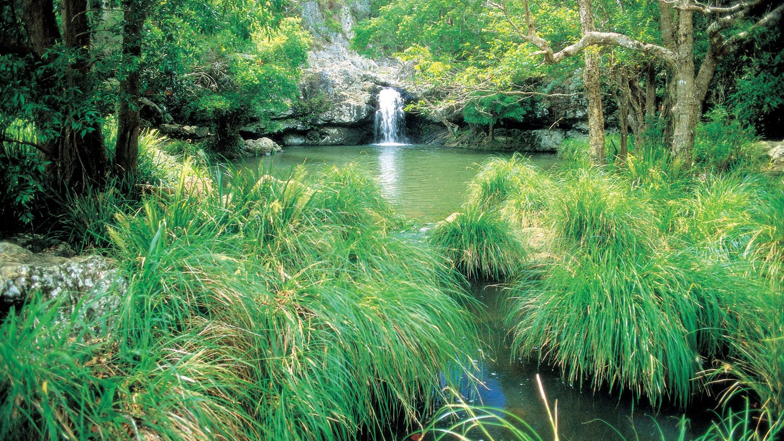 Kondalilla National Park