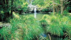 Kondalilla National Park