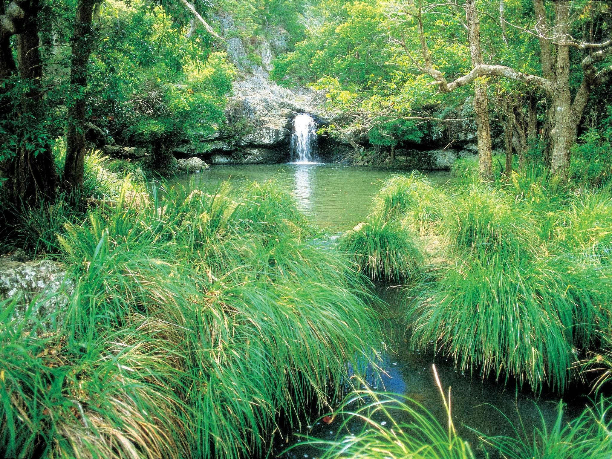 waterfall and rockpool at Kondalilla National Park waterfall and rockpool at Kondalilla National Park
