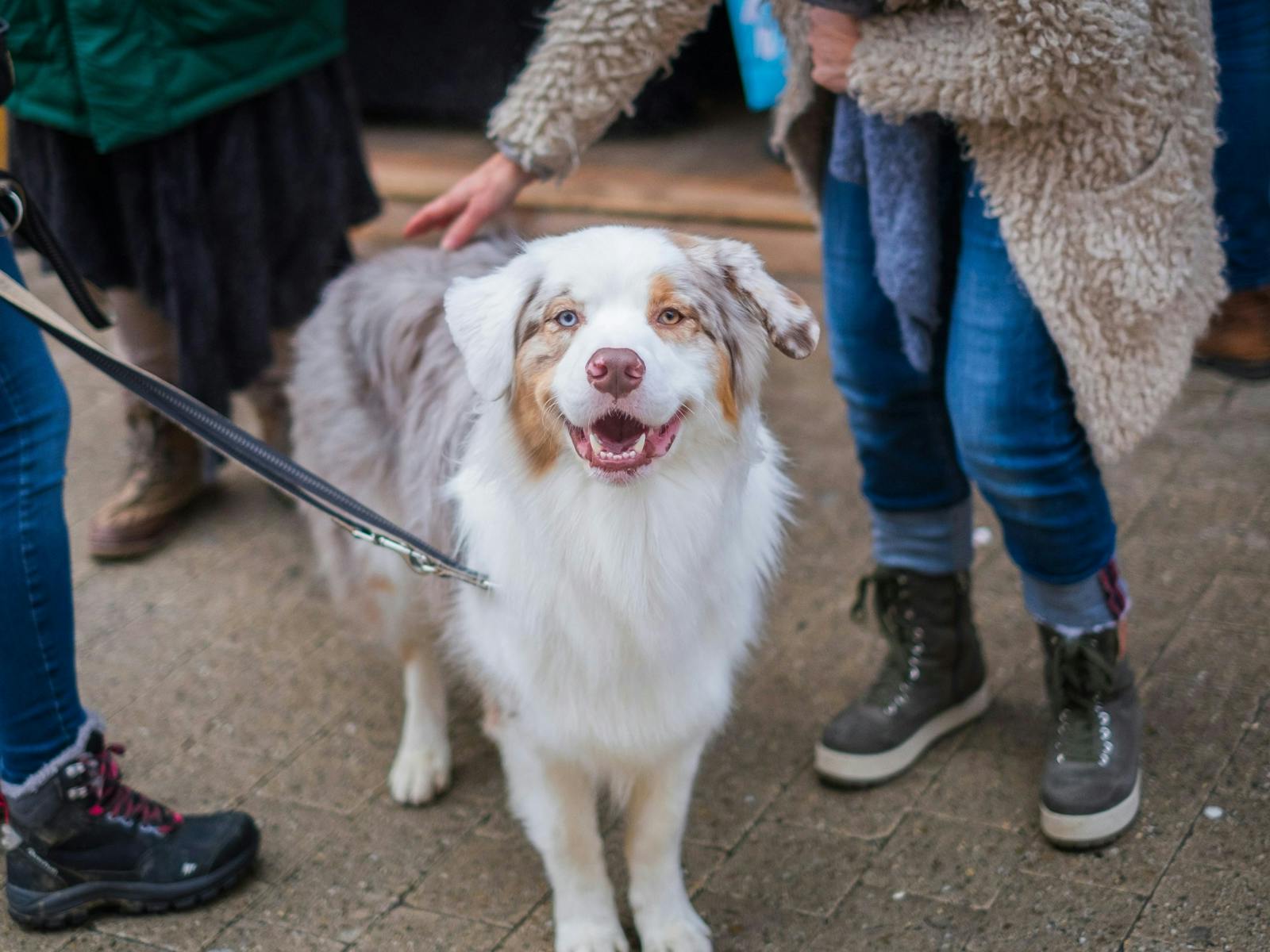 Image for Pets Life Festival