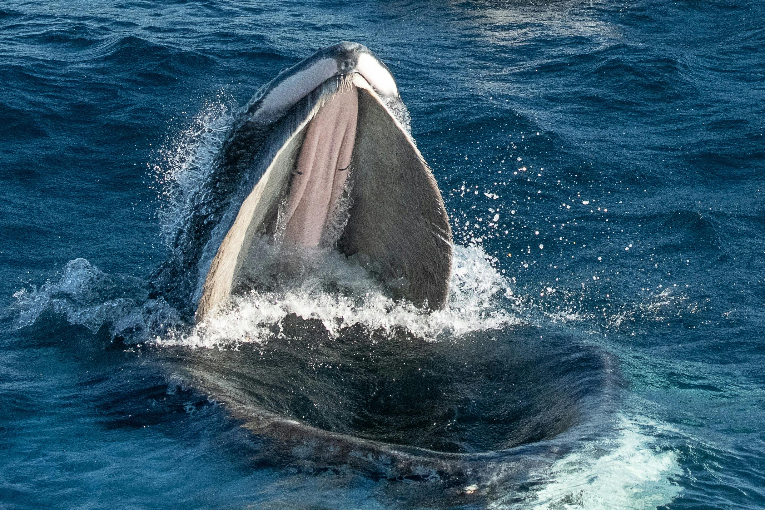 Humpback whale with open mouth feeding in Bermagui, Sapphire Coastal Adventures 2021