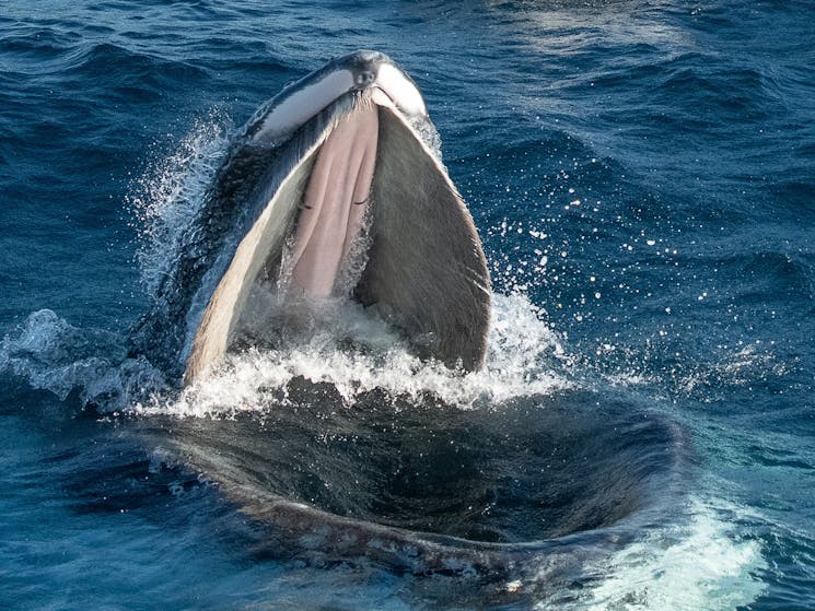 Humpback whale with open mouth feeding in Bermagui, Sapphire Coastal Adventures 2021