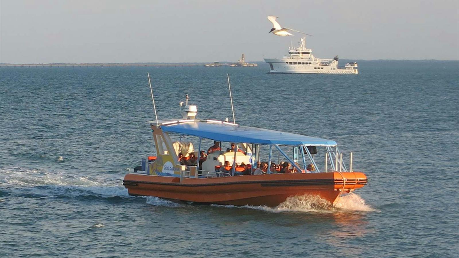 Sea Darwin