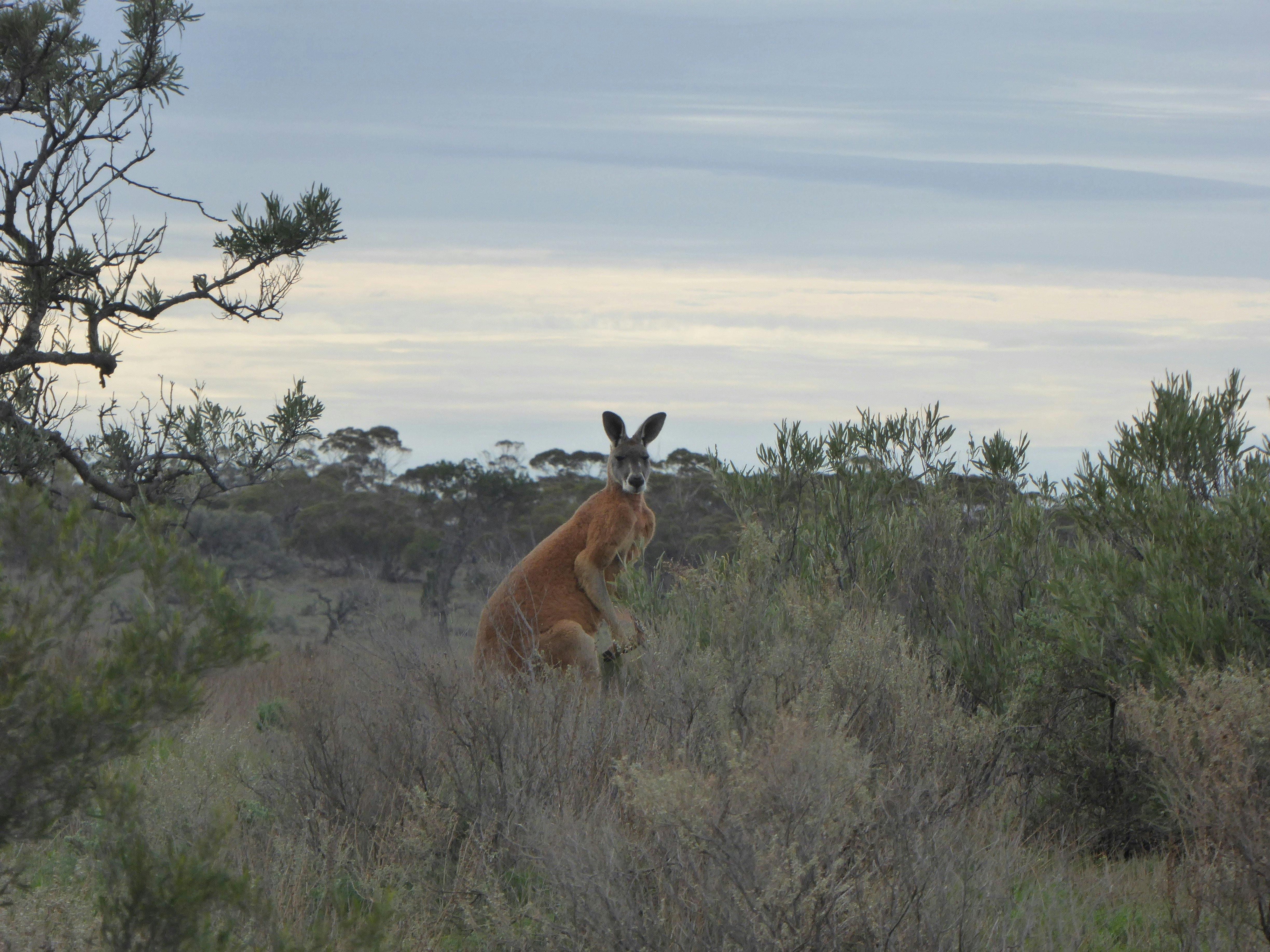 Enjoy the experience of seeing unique Australian animals in their natural setting.