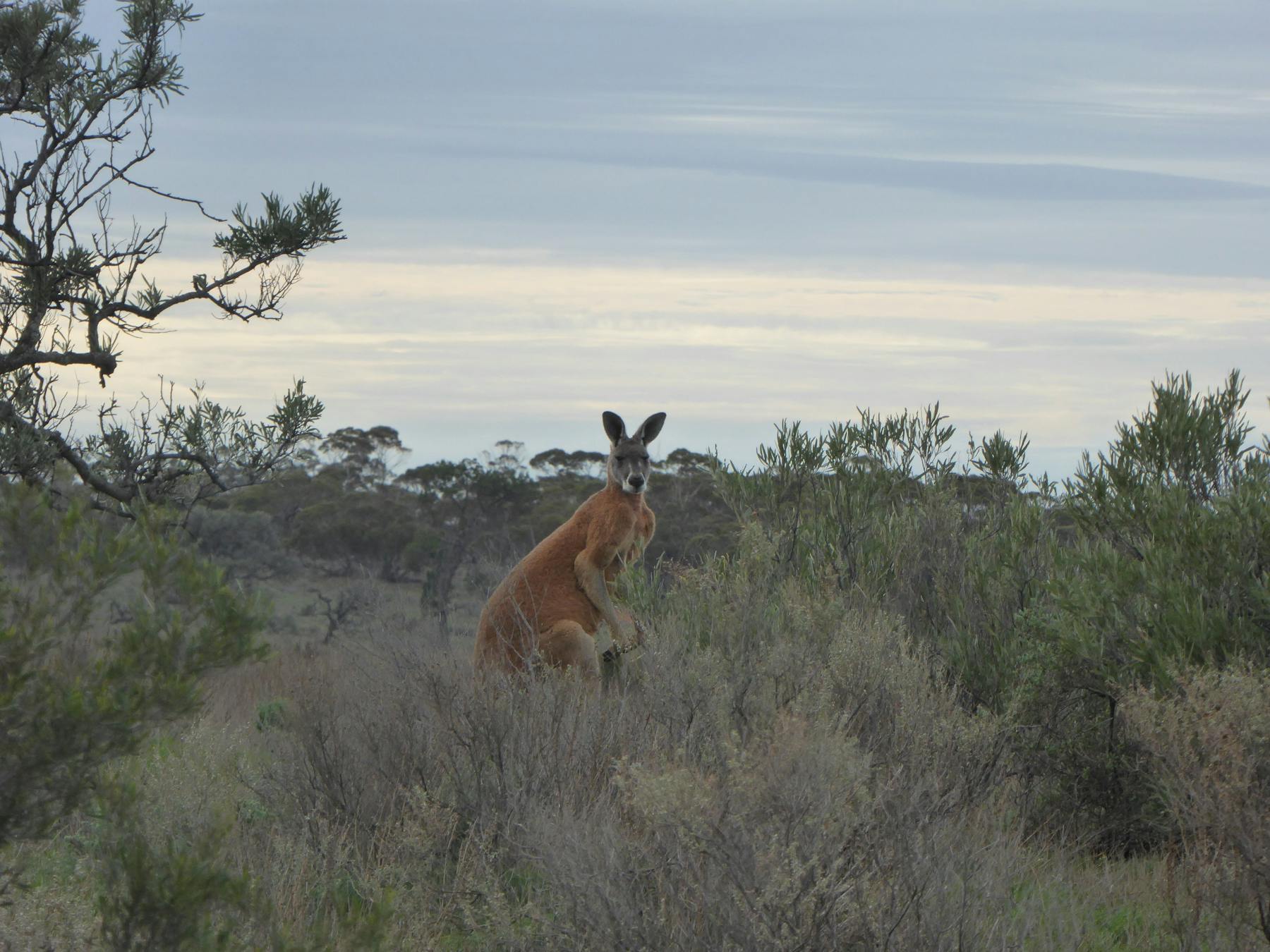 Enjoy the experience of seeing unique Australian animals in their natural setting.